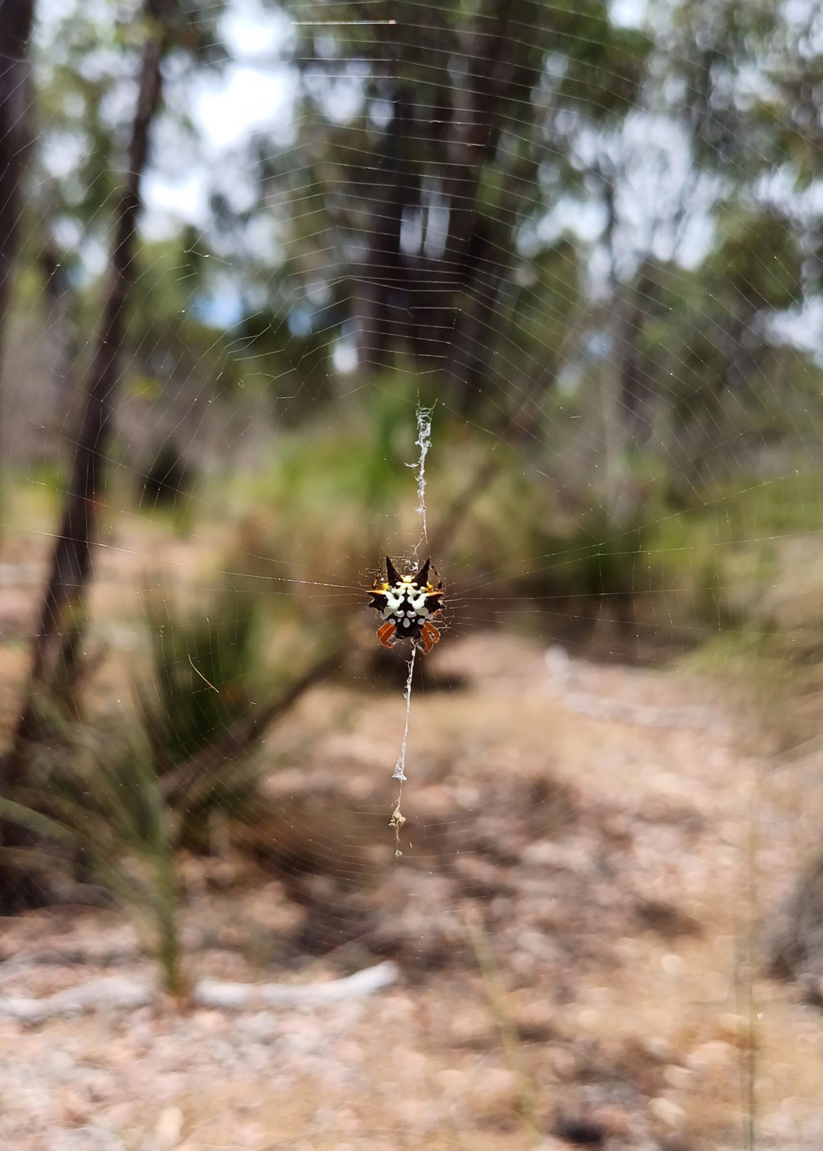 شباك العنكبوت بمثابة "خزانات للمعلومات الجينية" بحسب دراسة جديدة في أستراليا