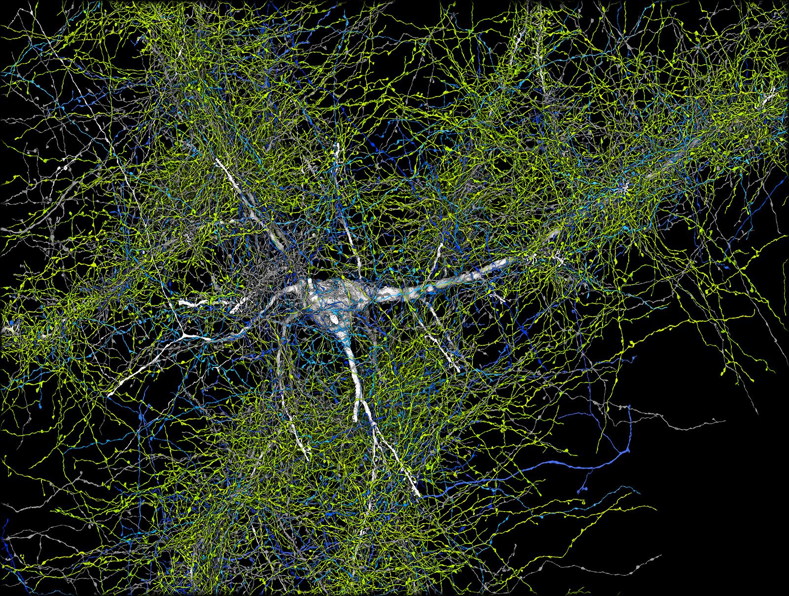 "غوغل" وجامعة هارفارد يكشفان عن الخريطة الأكثر تفصيلاً على الإطلاق للدماغ البشري