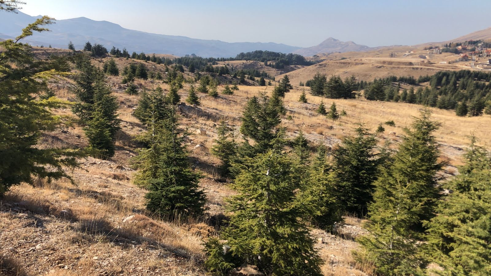 أشجار الأرز التي تتحدى الزمن.. كيف يحمي لبنان كنوزه الخضراء؟