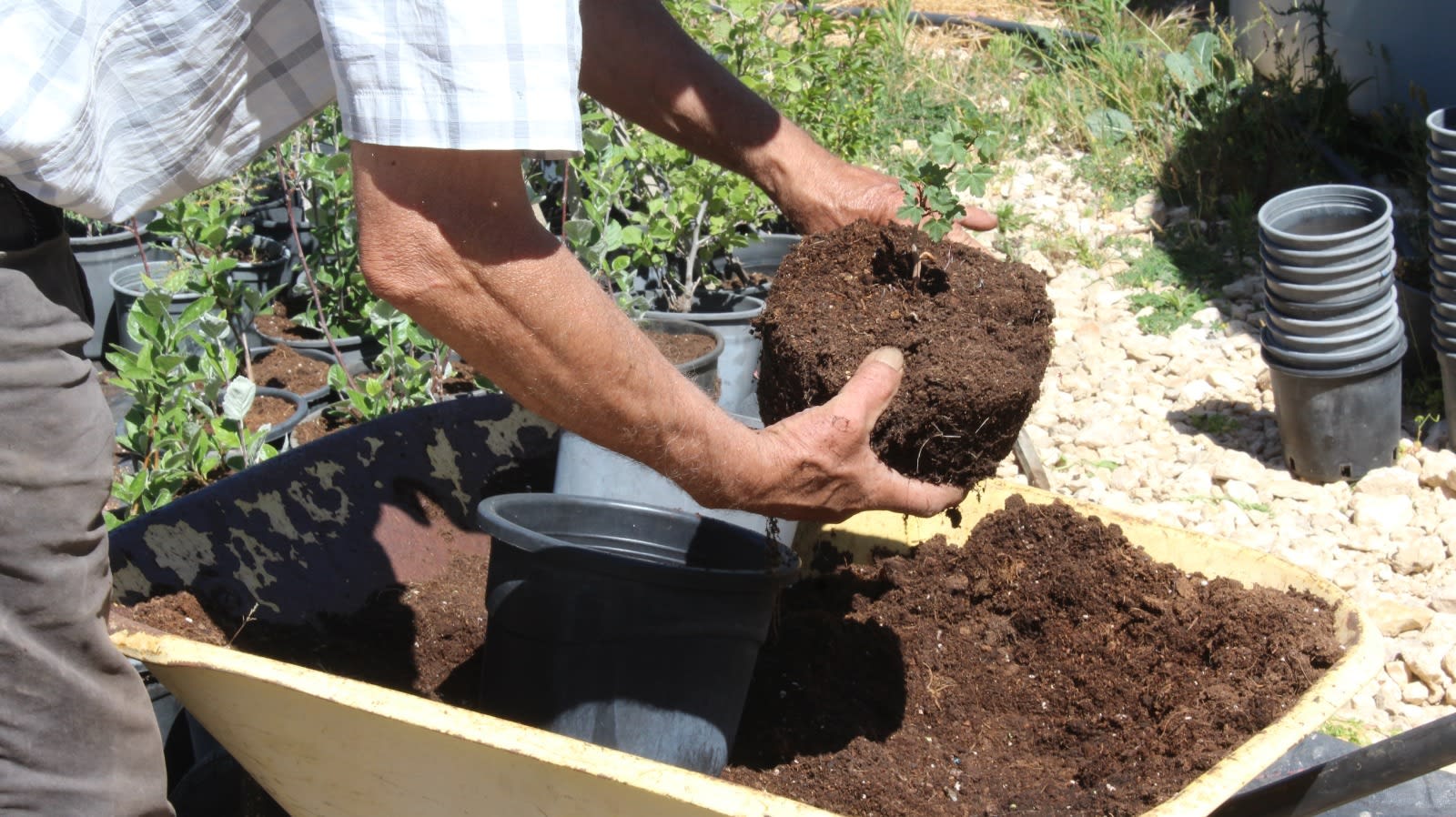 أشجار الأرز التي تتحدى الزمن.. كيف يحمي لبنان كنوزه الخضراء؟