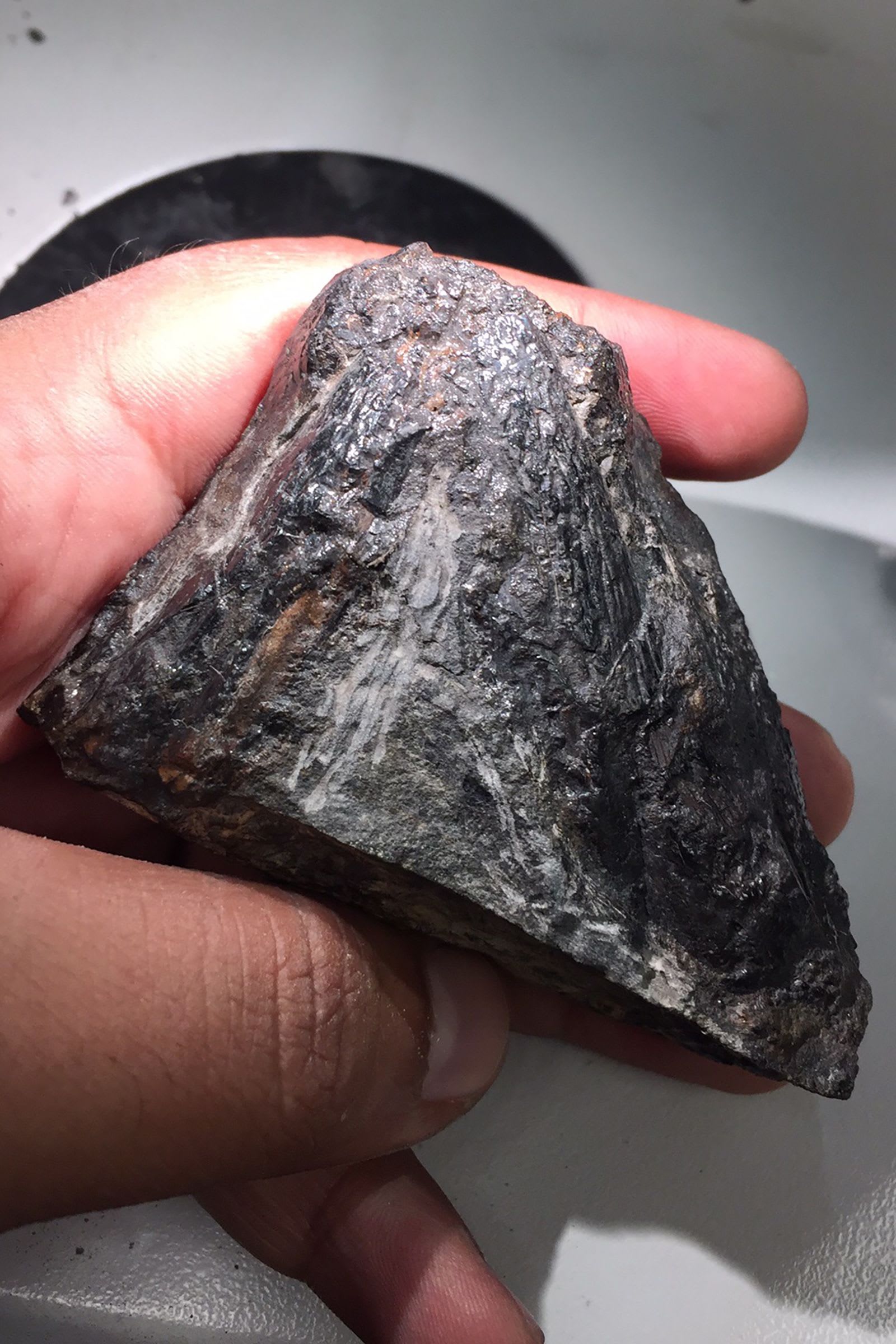 اكتشف علماء مخلوق بحجم كرة قدم عاش قبل 307 ملايين سنة