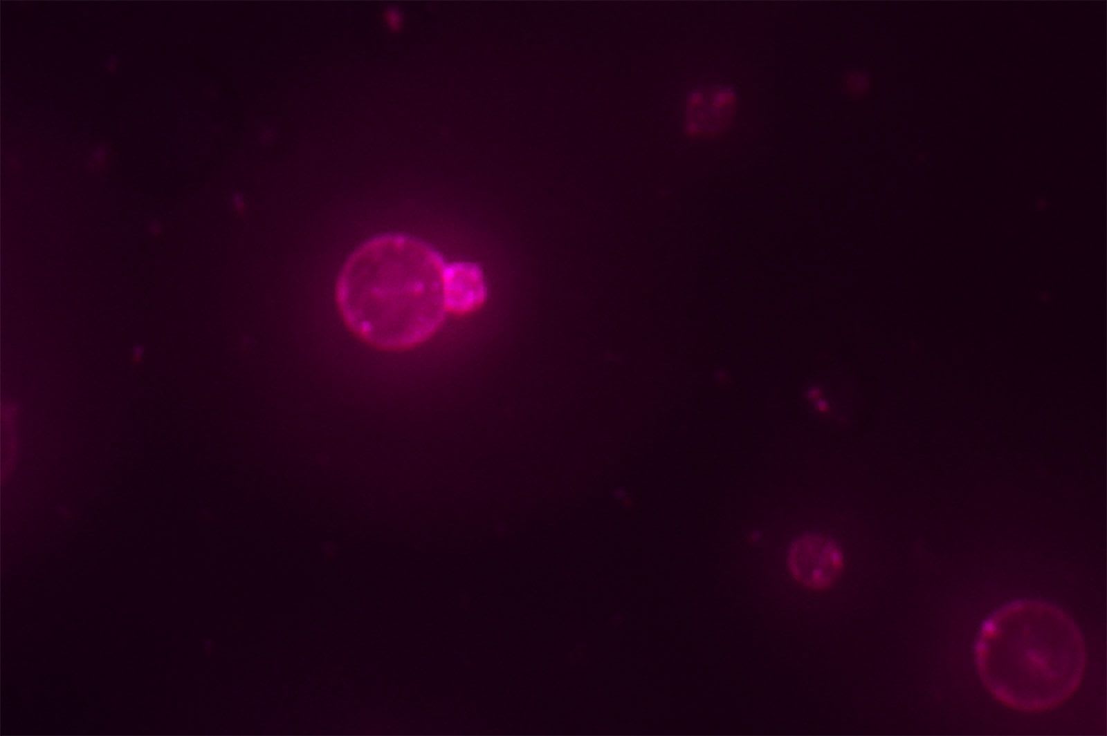 translation-and-metabolism-credit-orion-venero-adamala-lab.jpg