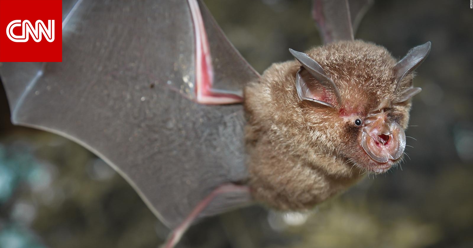 باحثون صينيون يكتشفون مجموعة جديدة من فيروسات كورونا في الخفافيش