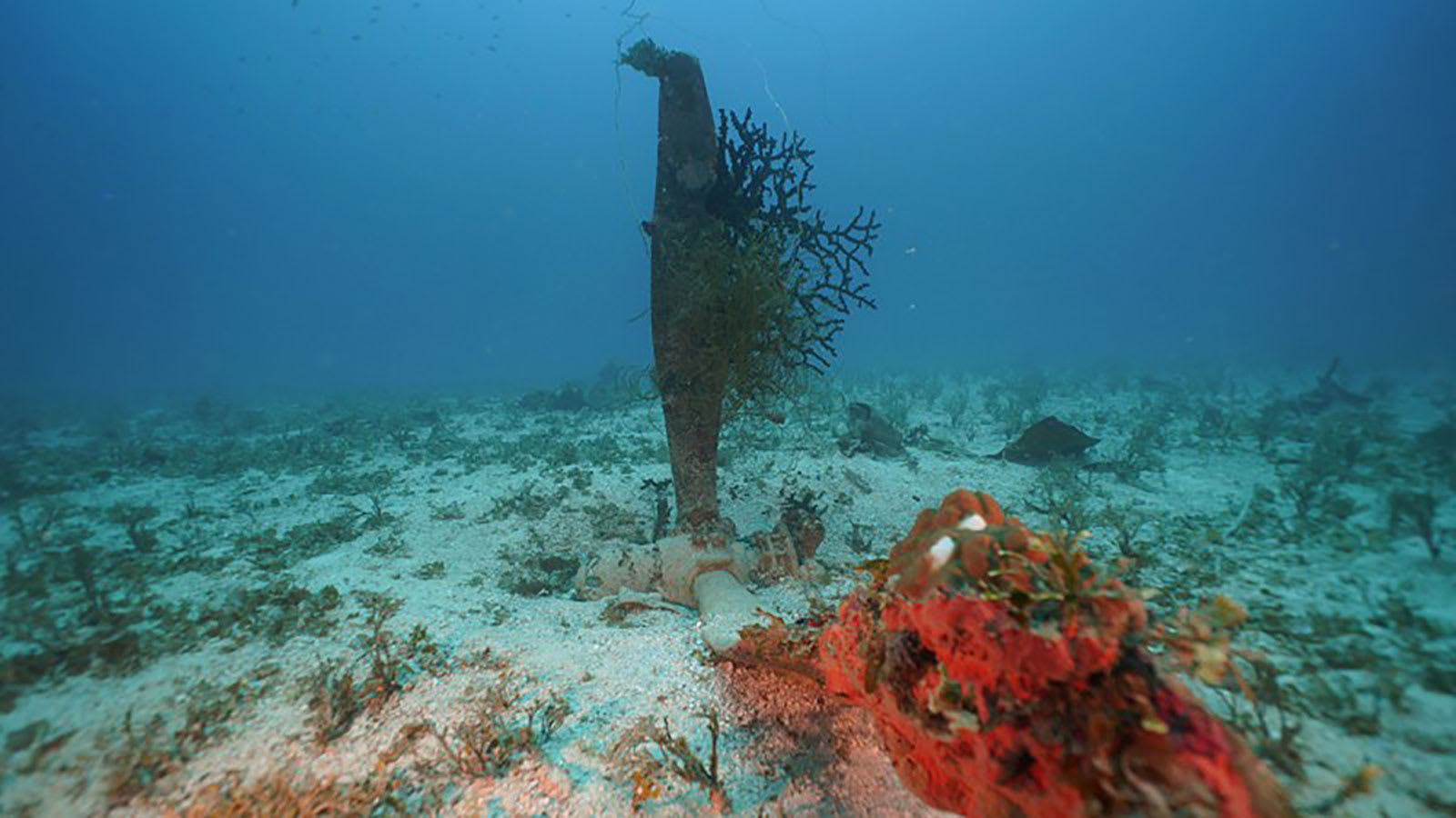 العثور على خمور عمرها 100 عام من حطام سفينة من الحرب العالمية
