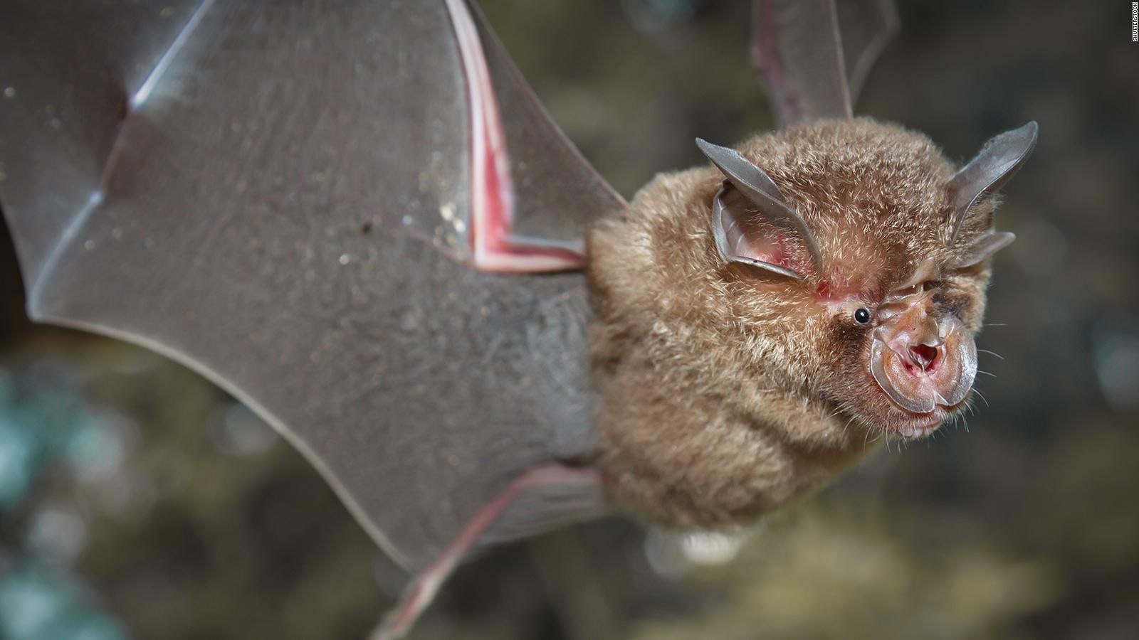هذا هو الخفاش الذي يؤمن العلماء أنه نشر فيروس كورونا إلى العالم