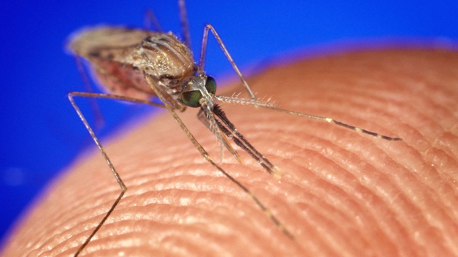 لماذا يعتبر تأييد منظمة الصحة العالمية أول لقاح للملاريا حدثًا تاريخيًا؟