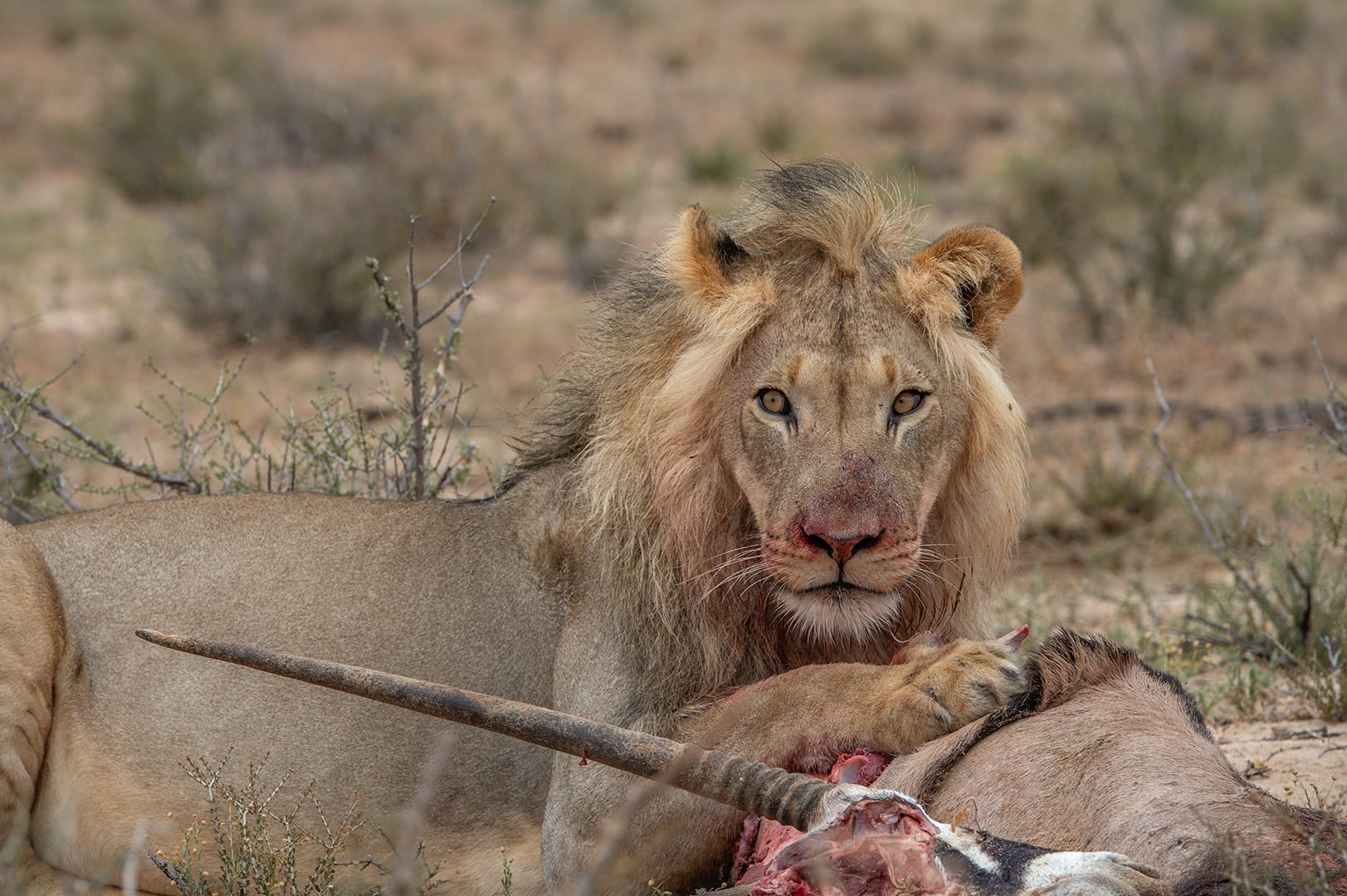 استلقى على ظهره مثل البشر.. مصور يوثق شبل أسد ظريف يشعر بالتخمة بعد وجبة دسمة