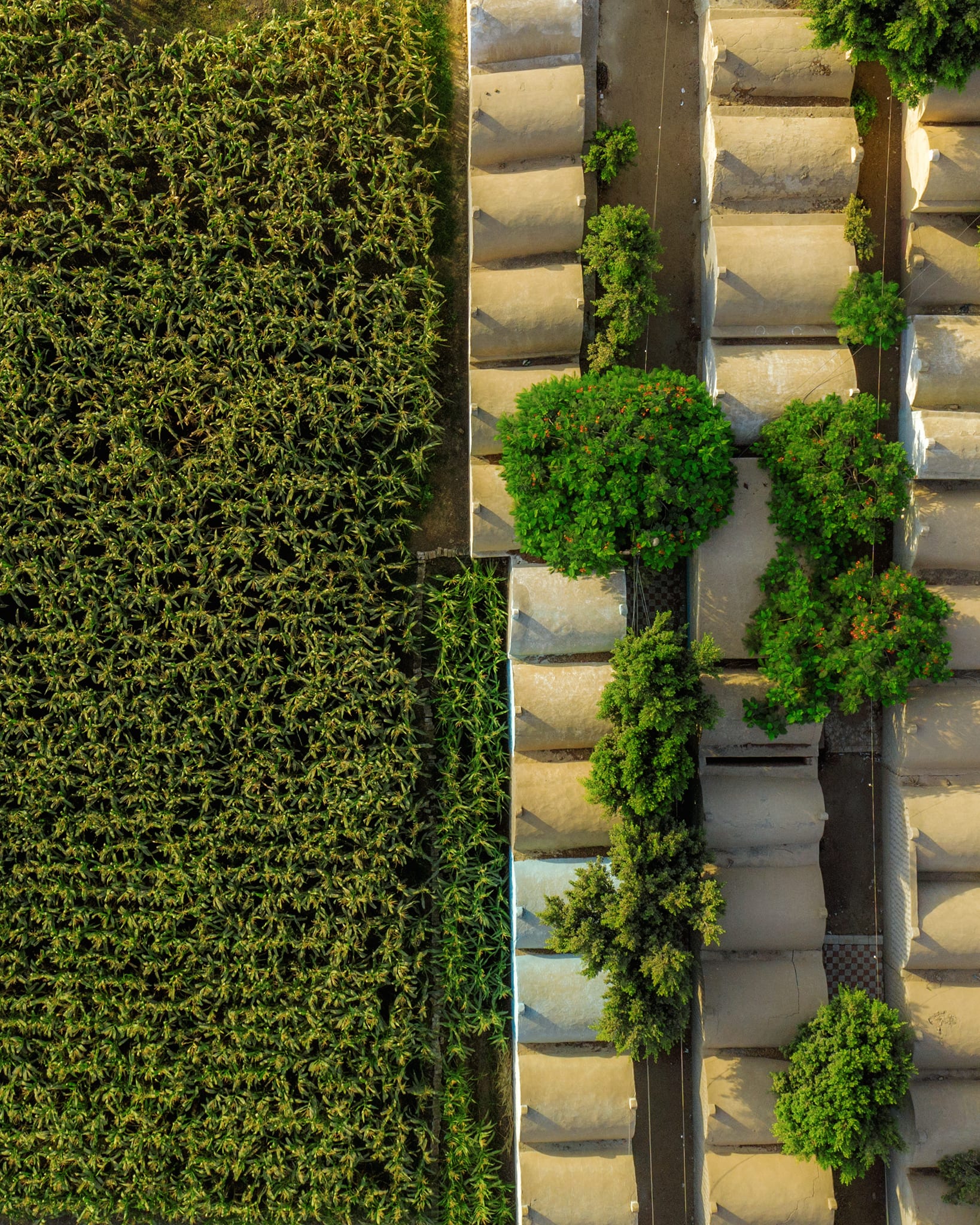 من الأعلى..مصري يبرز مدينة أموات يقطنها الأحياء في مصر