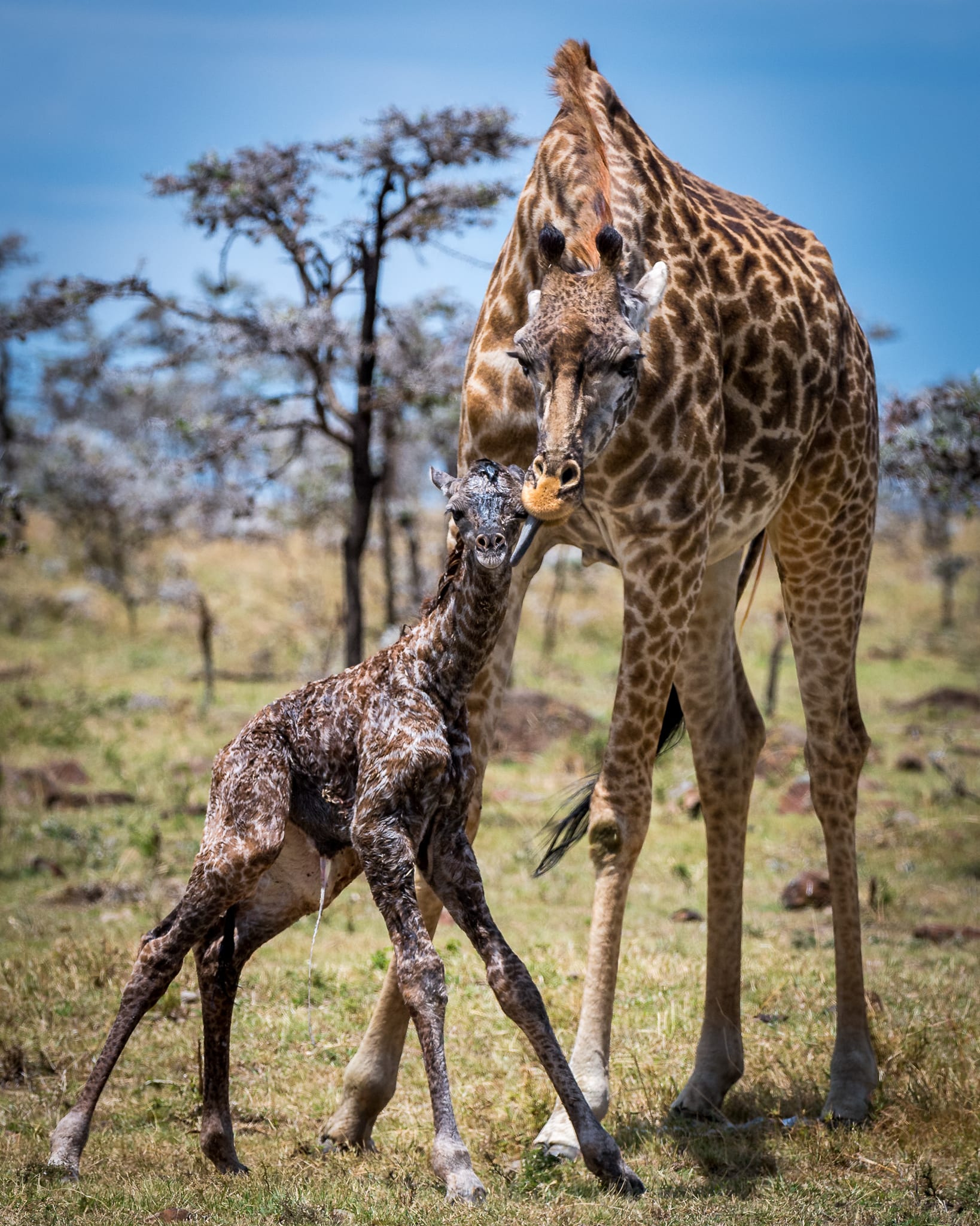 مشهد نادر وحميم.. مصور يوثق لحظة ولادة زرافة خلال وقوفها في كينيا