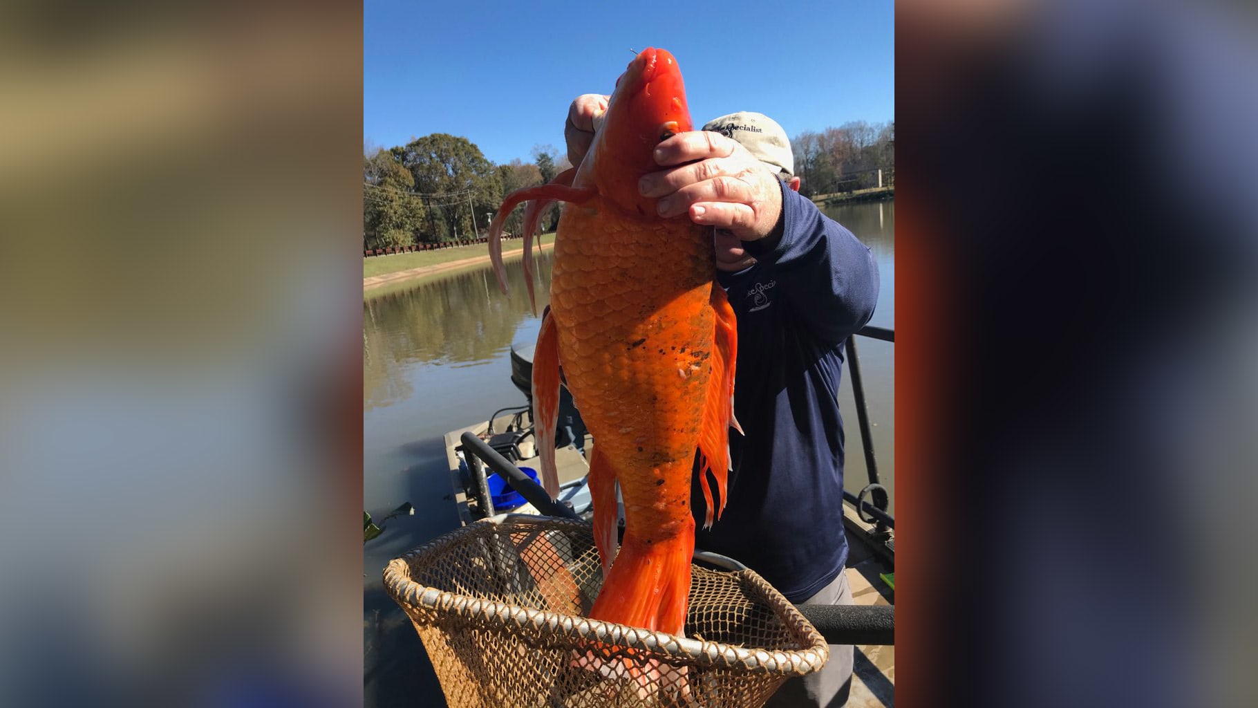 هل سبق أن رأيت واحدة بهذا الحجم؟ العثور على سمكة ذهبية ضخمة في بحيرة بأمريكا