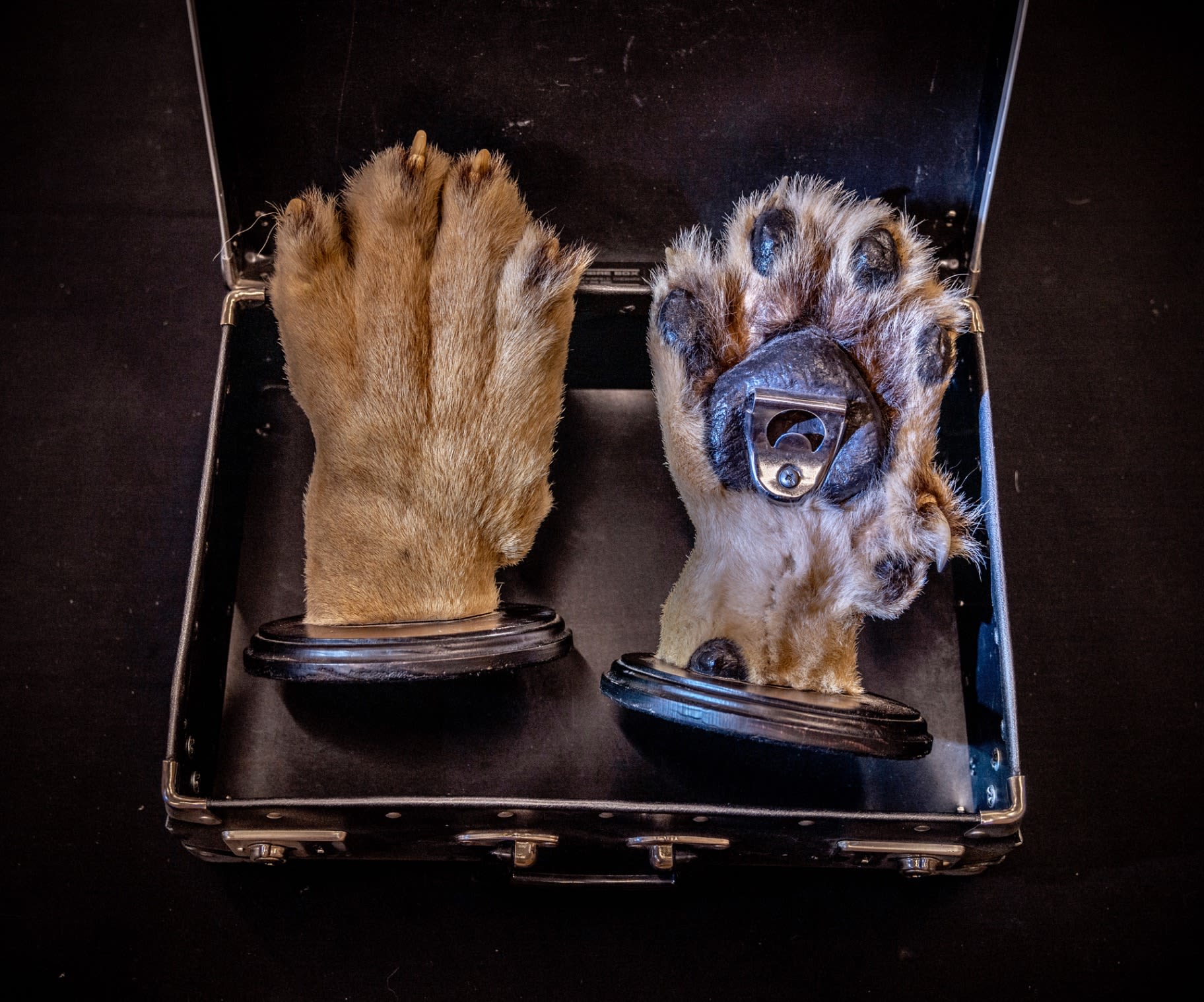 britta-jaschinski-real-lion-paws-turned-into-bottle-openers-114932.jpg