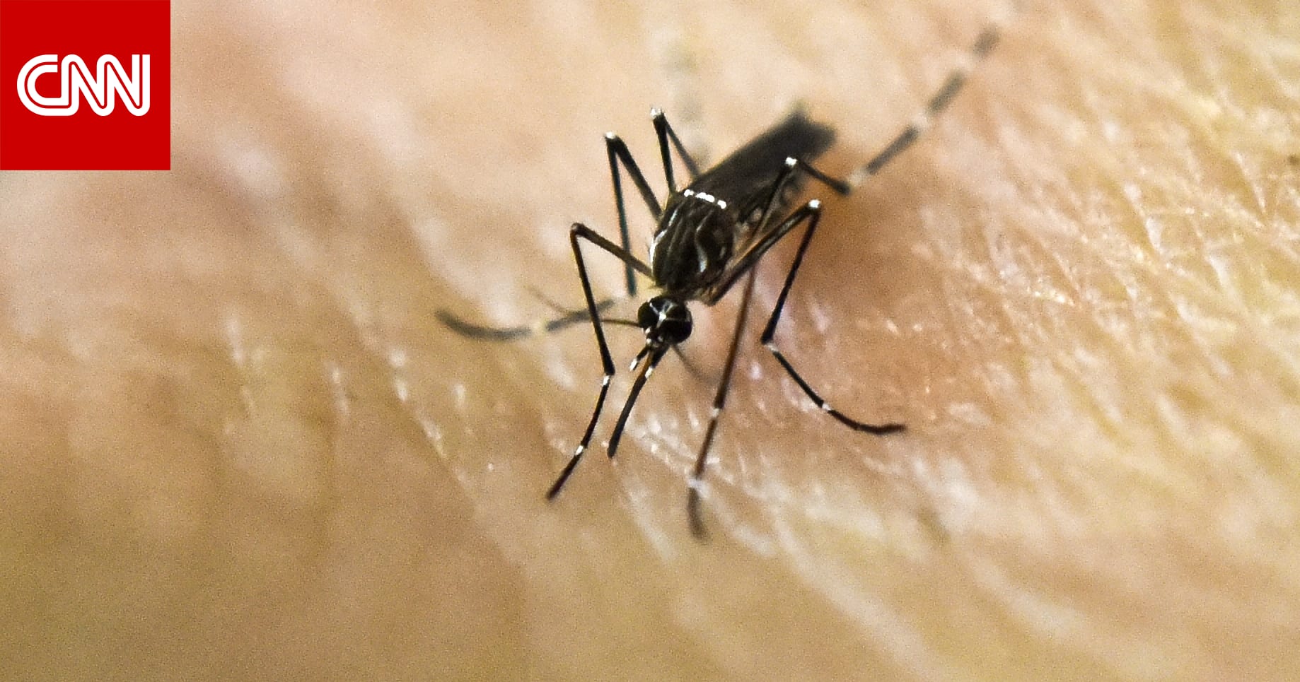 8 steps to avoid mosquito bites during the winter..what are they? Archyde