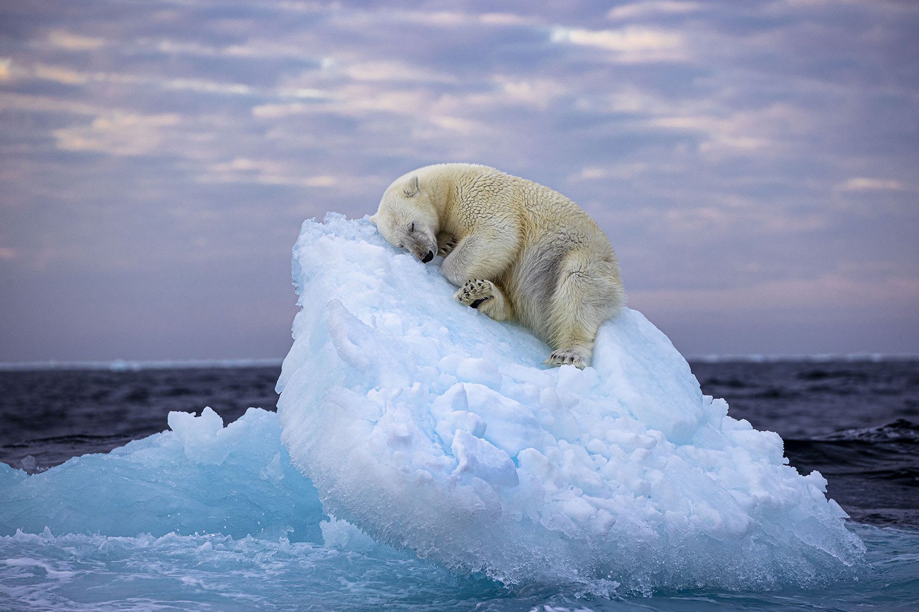 منها مشهد ظريفة لدب قطبي نائم.. إليك الصور المرشحة لجائزة مصور الحياة البرية لعام 2023