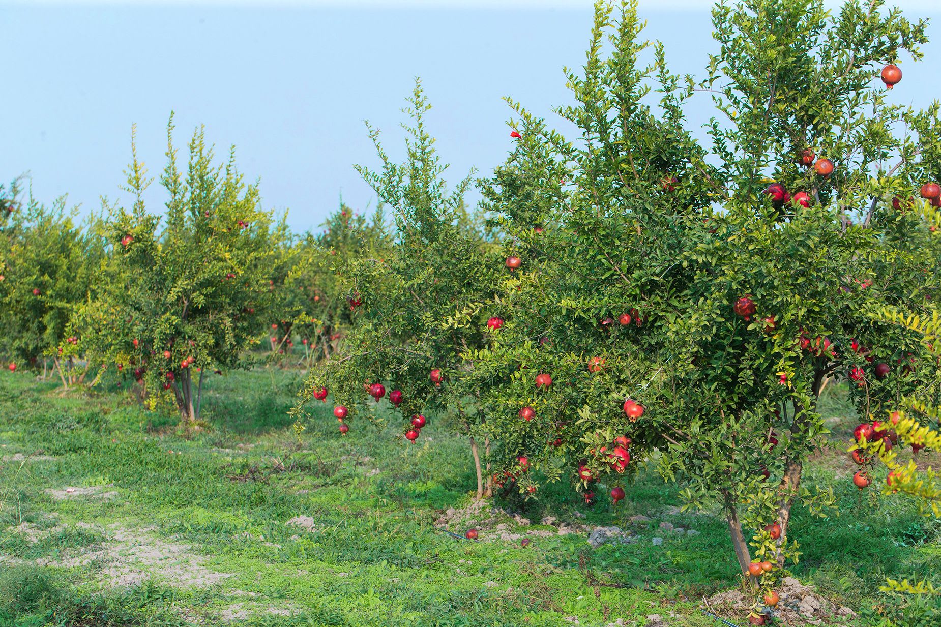 مكانة "شبه مقدسة".. تحظى هذه الفاكهة بمهرجانها الخاص في أذربيجان