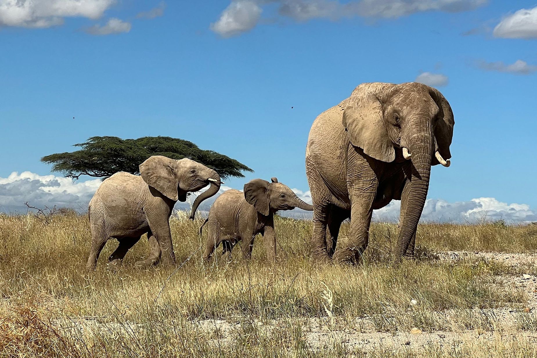 مثل البشر.. دراسة تقترح أن الفيلة الإفريقية تستخدم الأسماء لمناداة بعضها البعض