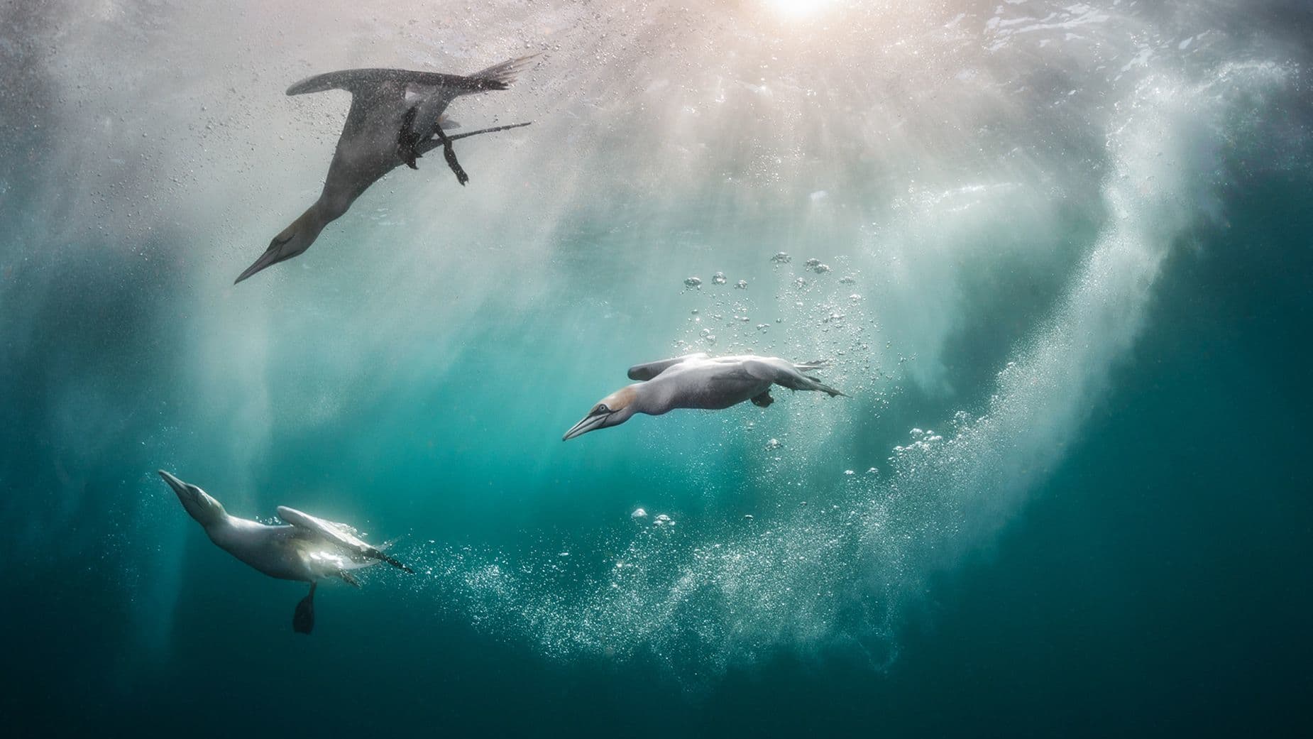 السباحة في البحار الشفافة.. مصور سينمائي يوثق قصصا رائعة من المحيطات