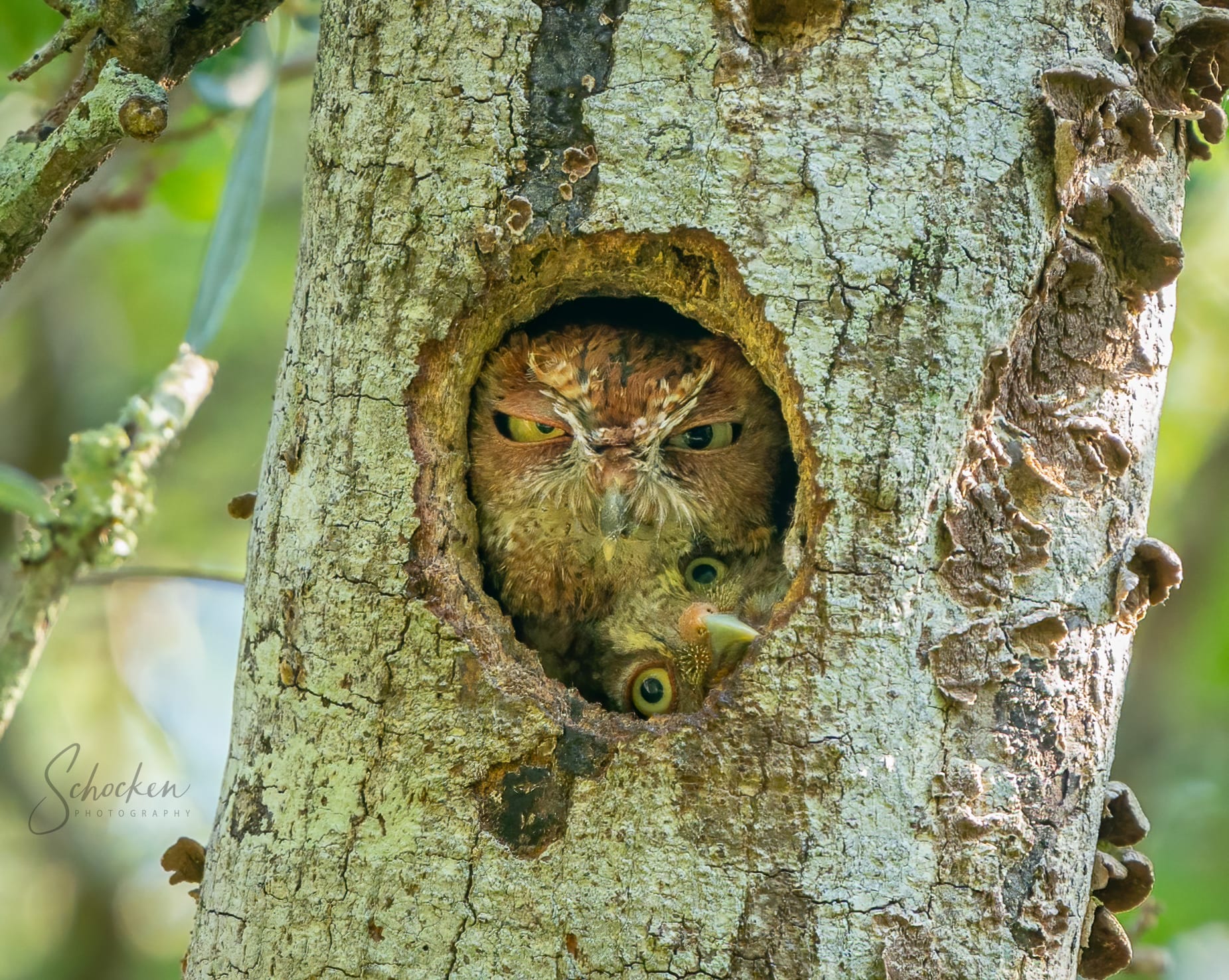 In a tree trunk… A photographer documents the “angry” expression of a female owl