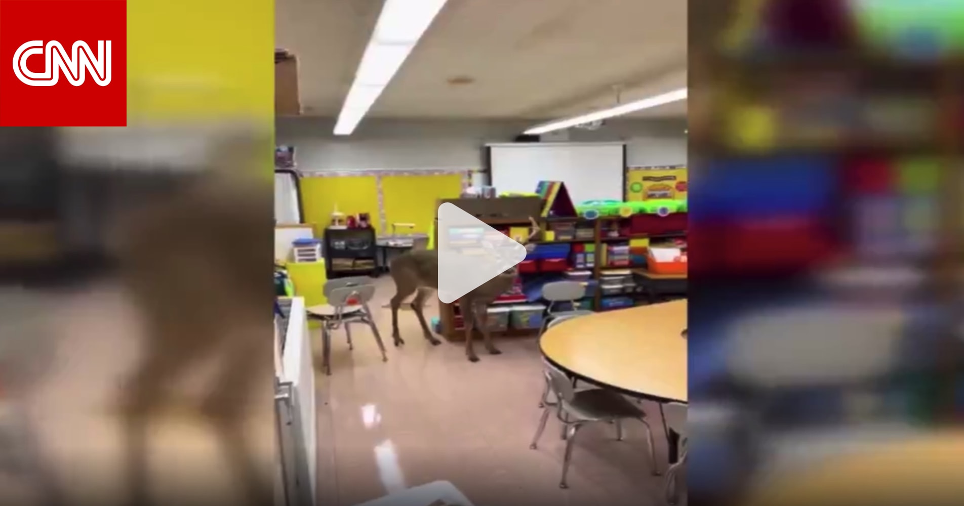 كاميرا ترصد لحظة اقتحام غزال مدرسة ابتدائية في أمريكا.. شاهد ما حدث