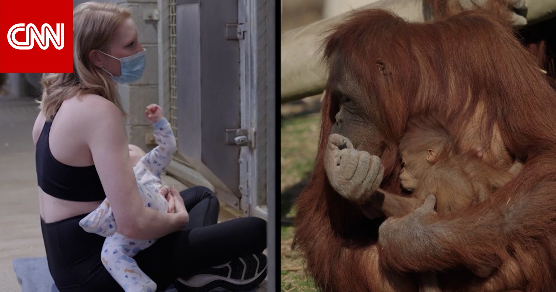 شاهد ما فعلته أنثى قرد عندما رأت امرأة تُرضع طفلها أمامها