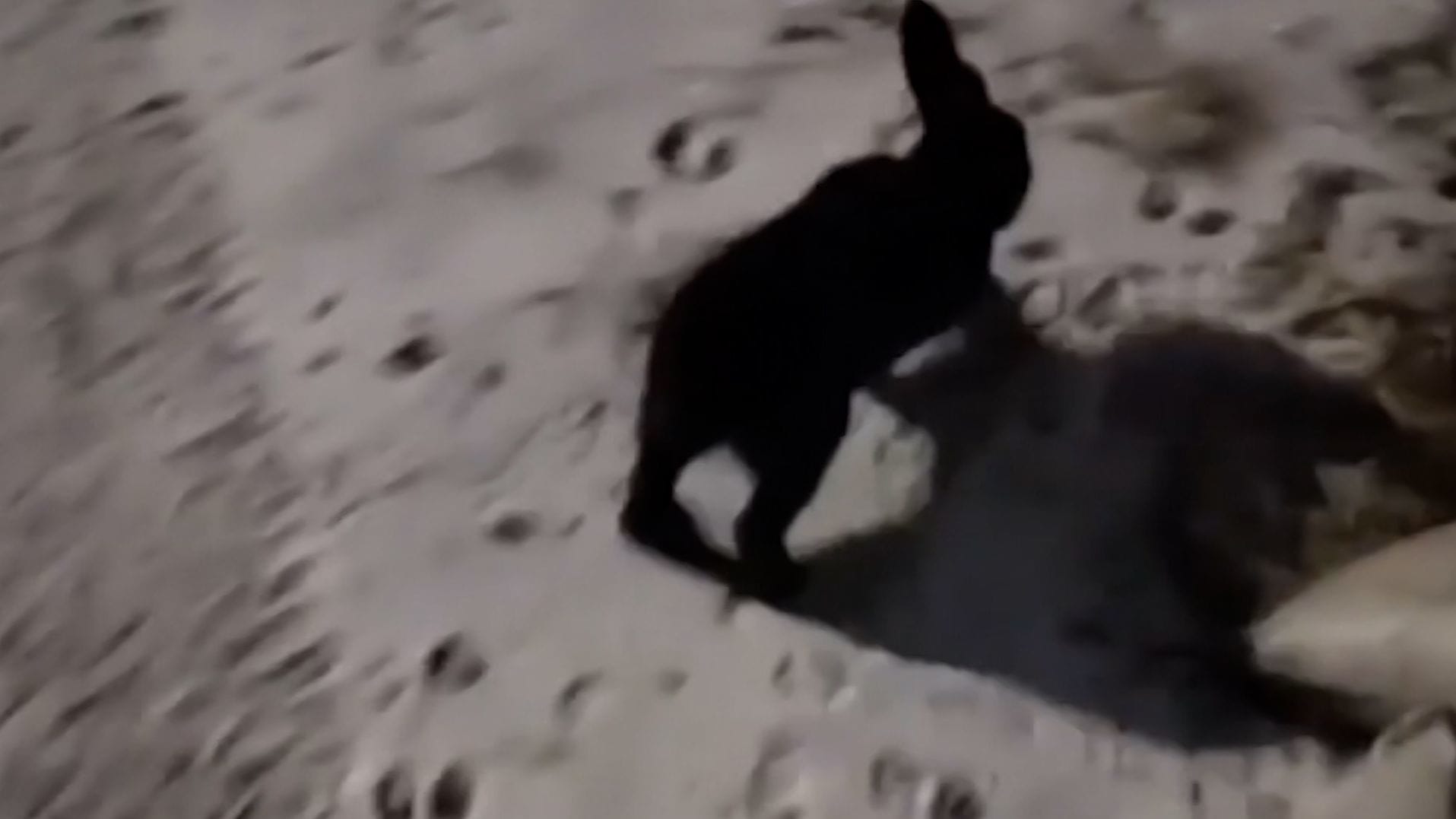 أرنب أسود يثير الذعر في حي أمريكي.. شاهد ما يفعله عندما يواجه السكان