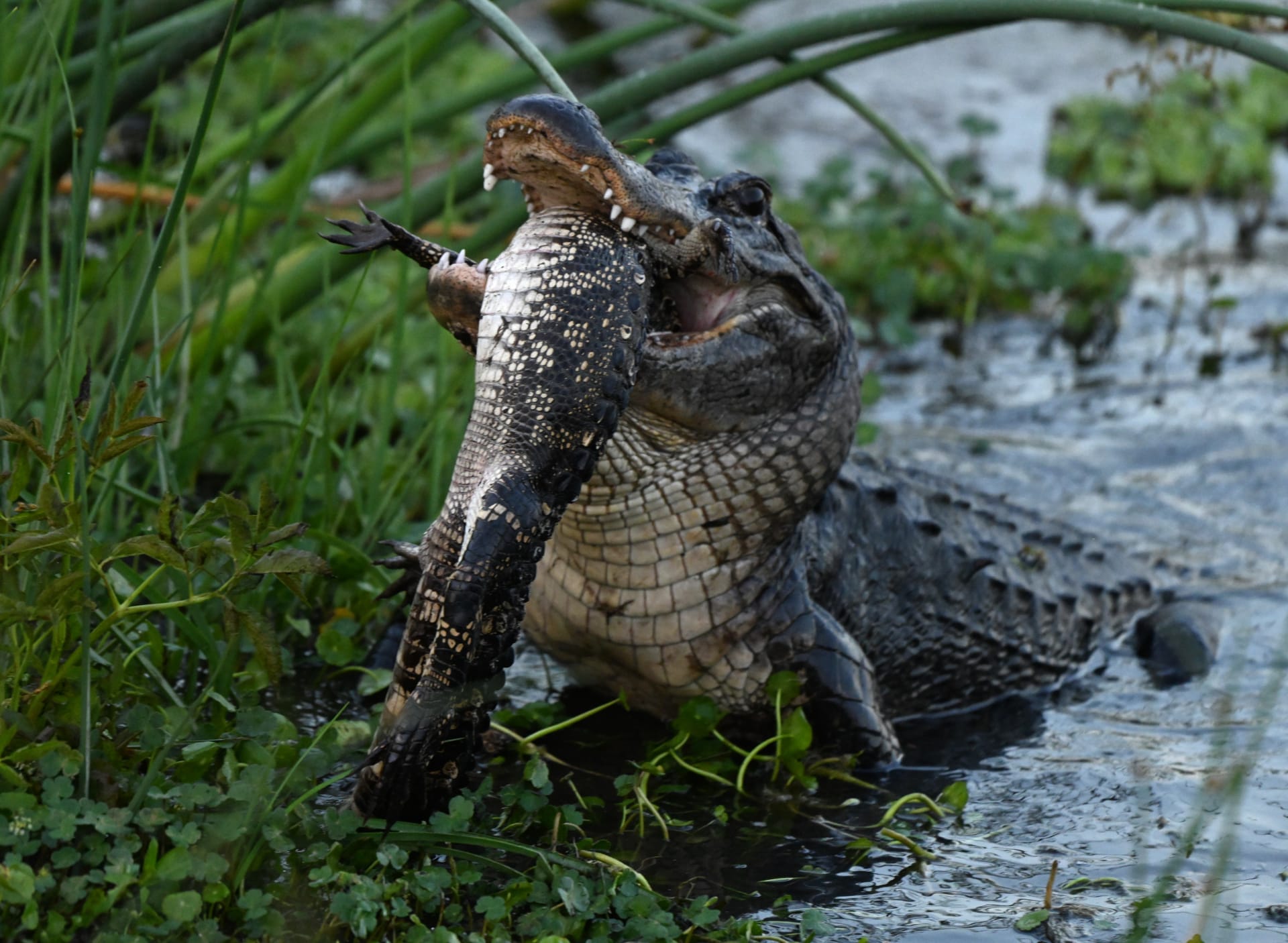 Escorts Buffalo Alligator