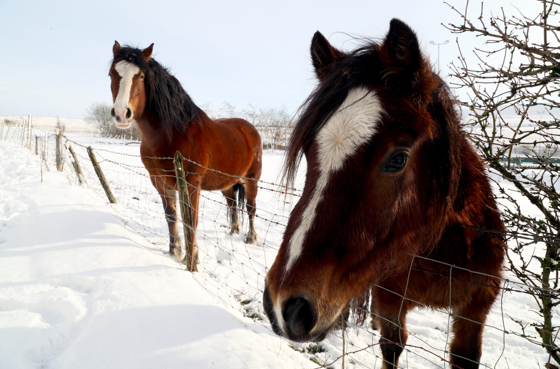 5 أخطاء شائعة يقوم بها أصحاب الخيول في الشتاء 