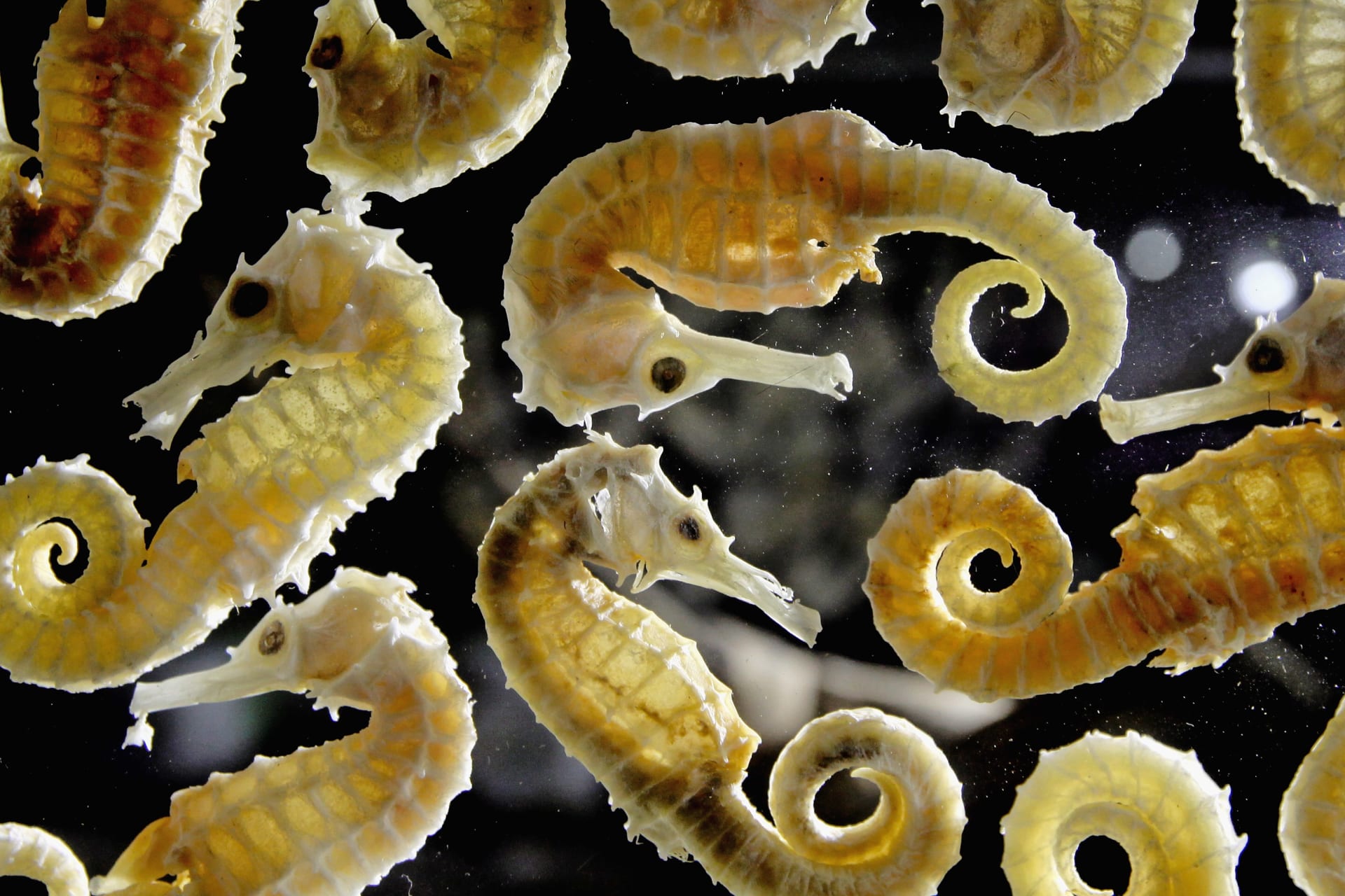 بقوة الفياغرا..كيف تُستخدم كائنات فرس البحر في الطب الصيني؟