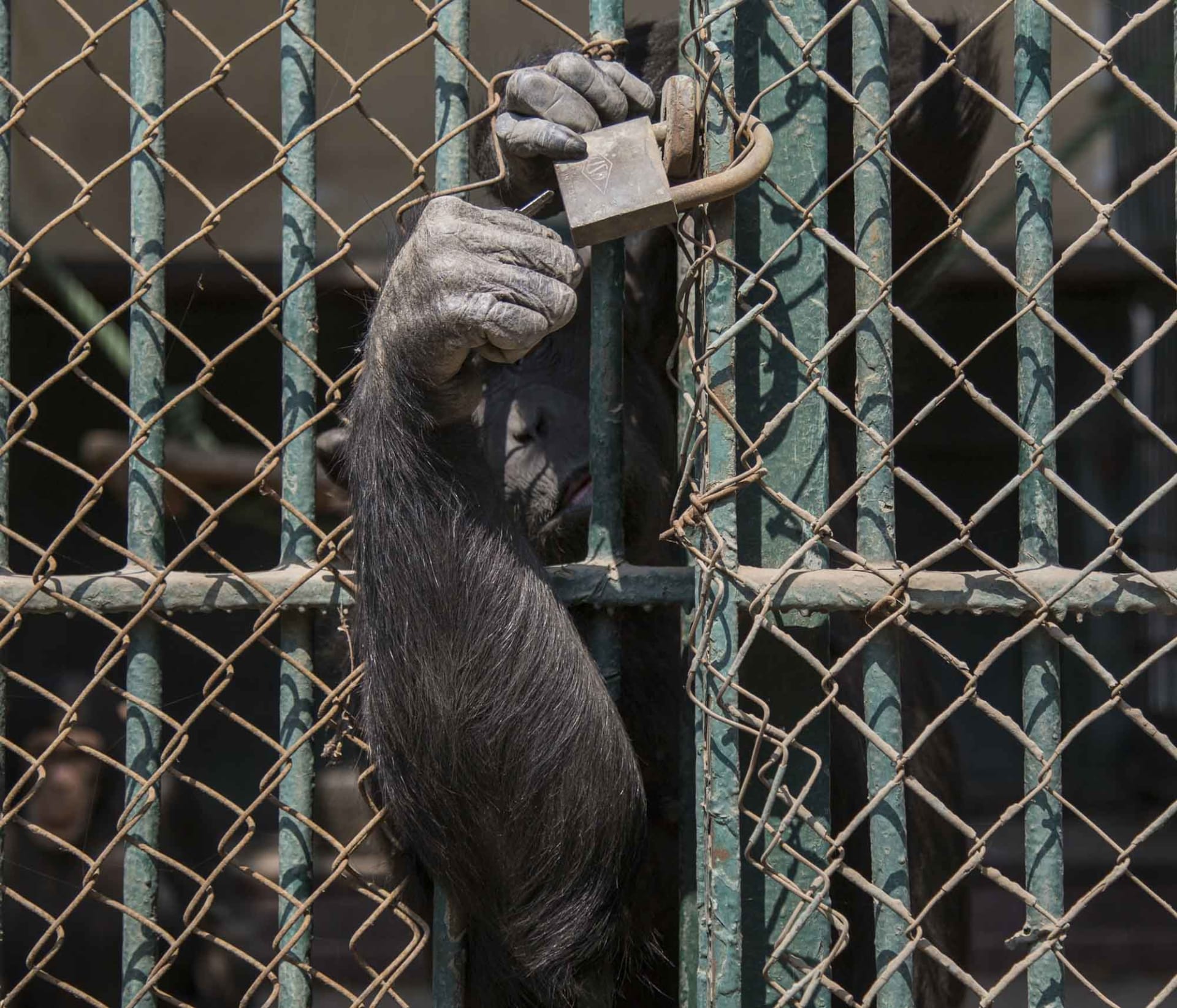 بعد أن تغلق حديقة الحيوان بالجيزة أبوابها.. إليك القصص التي لا يعرفها إلا الحراس والحيوانات