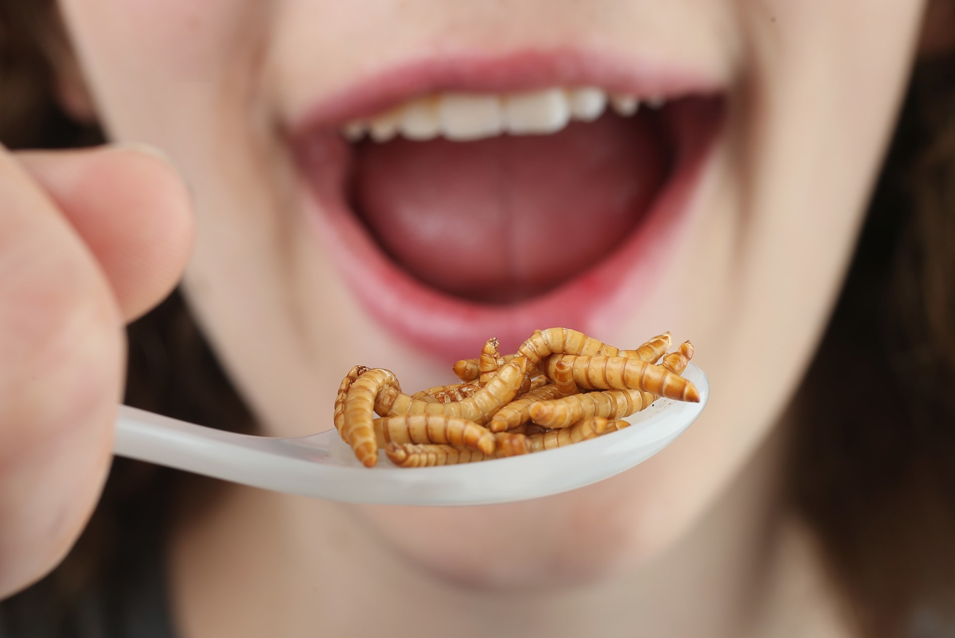 الحشرات.. الطعام الذي يمكنه إطعام الكوكب وربما الحفاظ عليه