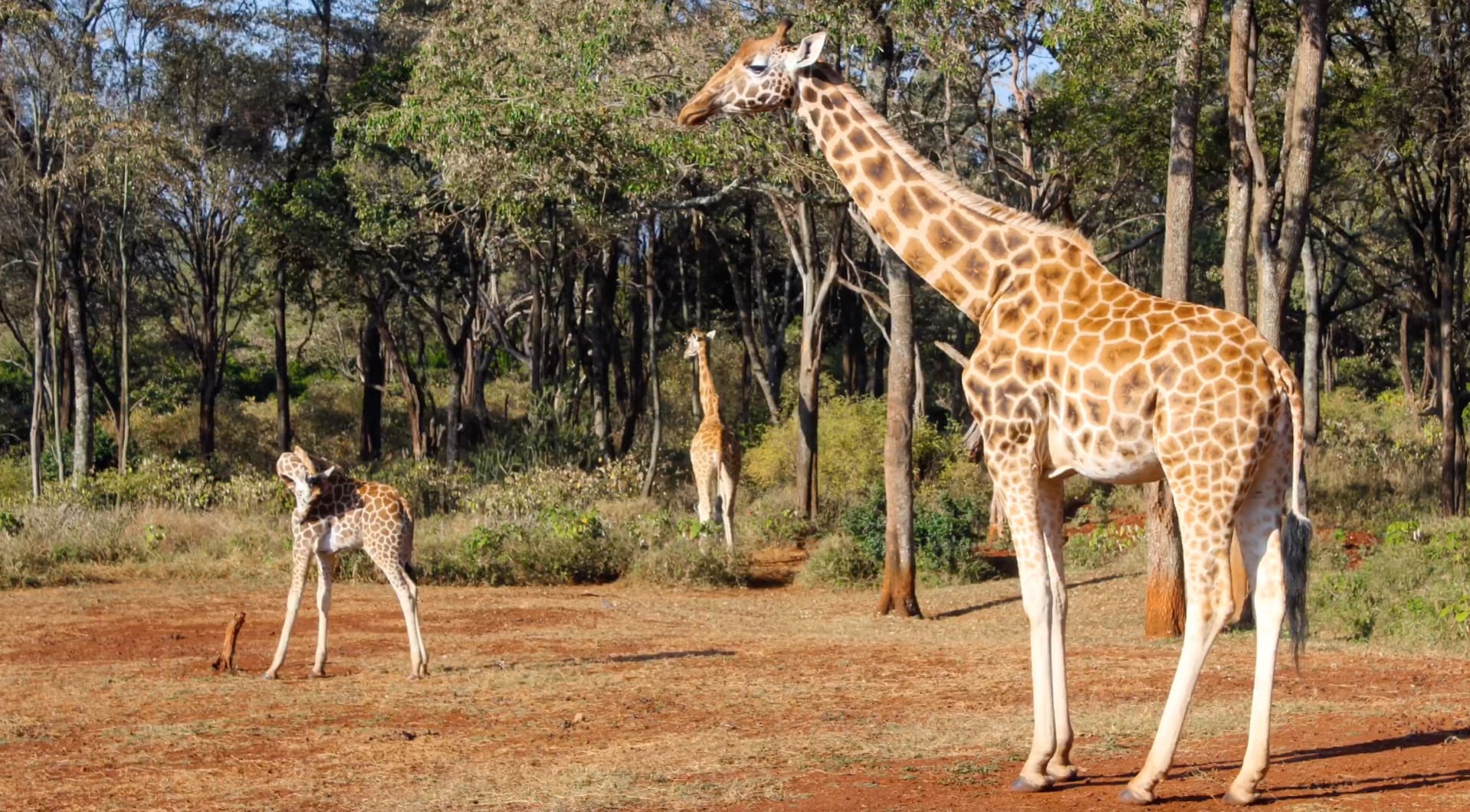 https arabic cnn com travel article 2019 11 23 giraffe manor hotel in kenya