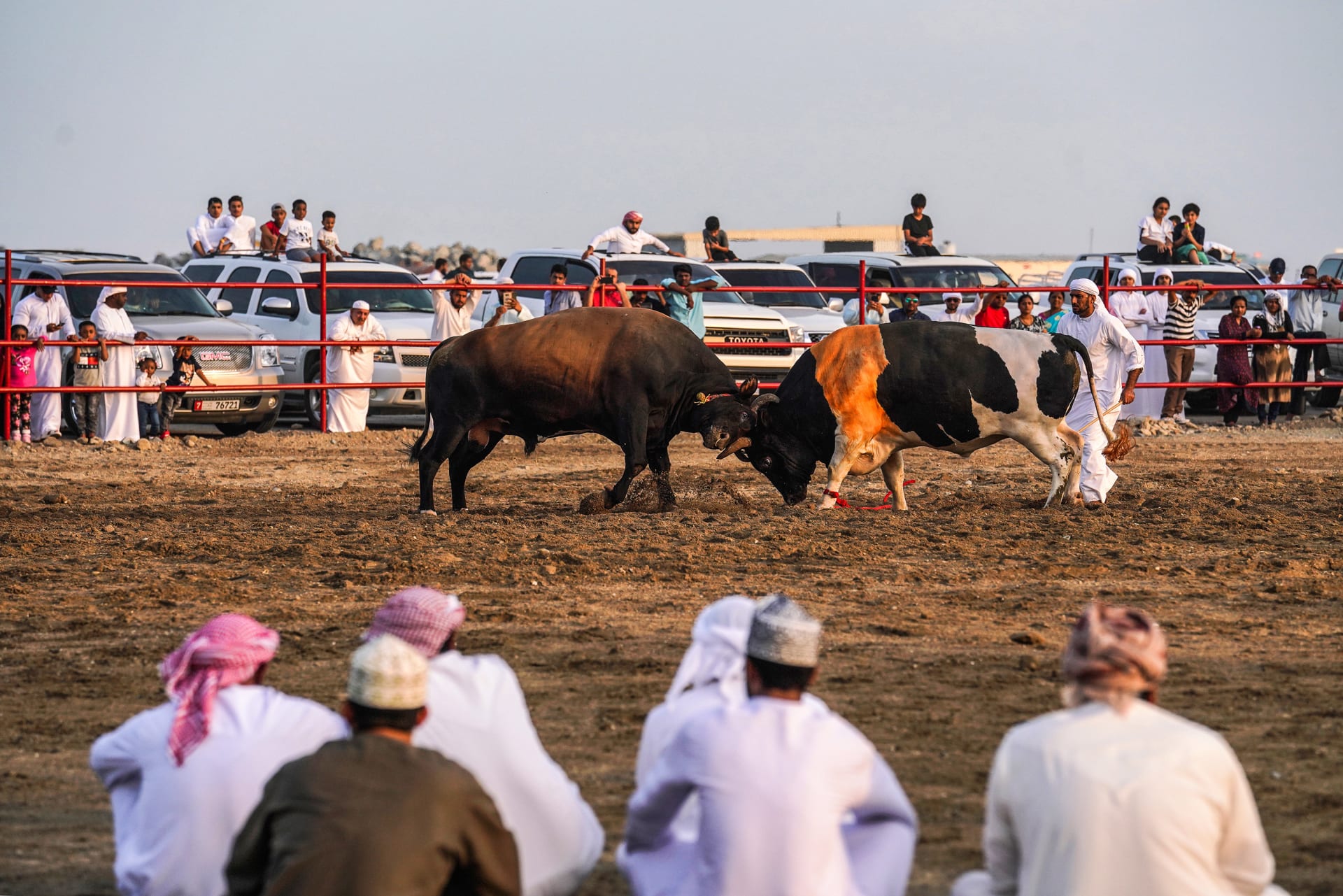 مصارعة الثيران في الإمارات