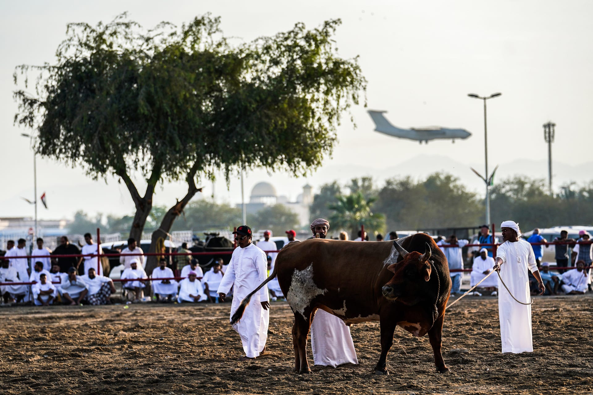 مصارعة الثيران في الإمارات