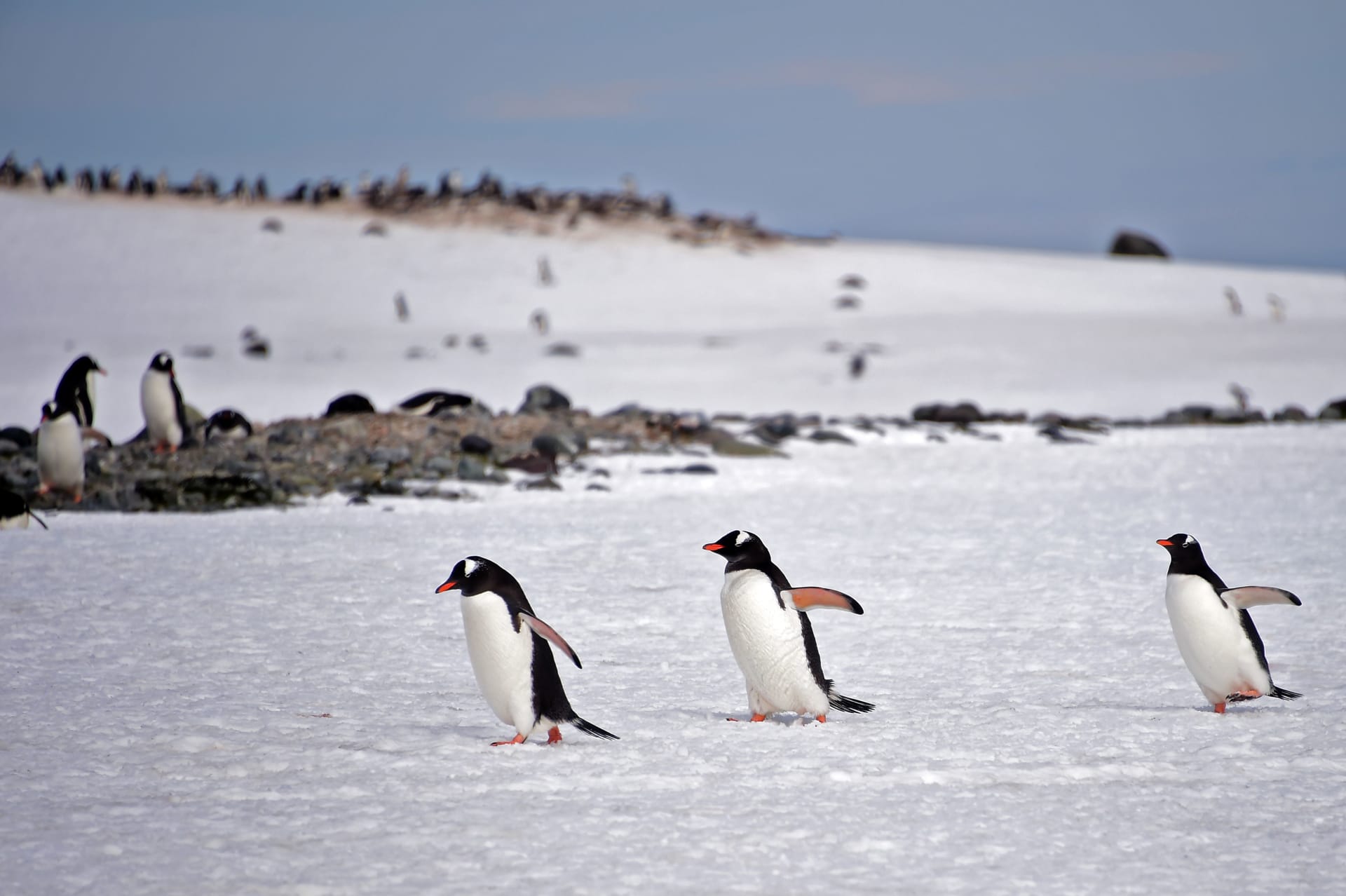 دراسة: مستعمرات البطريق في القطب الجنوبي انخفضت بأكثر من 75٪ على مدار 50 عامًا