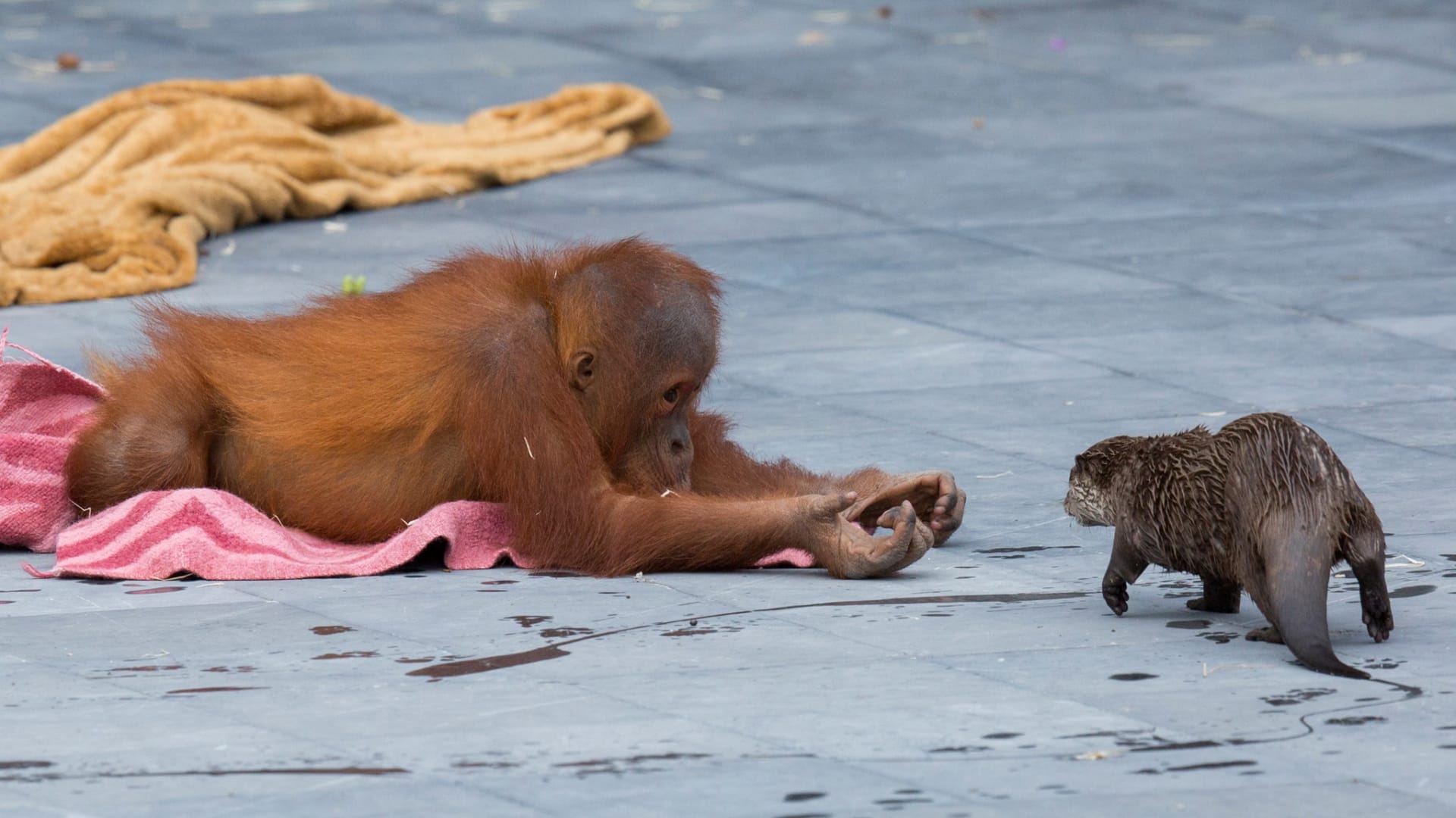 حديقة حيوانات تلتقط صور ظريفة لقردة أورانجوتان وهي تلعب مع أصدقائها القنادس