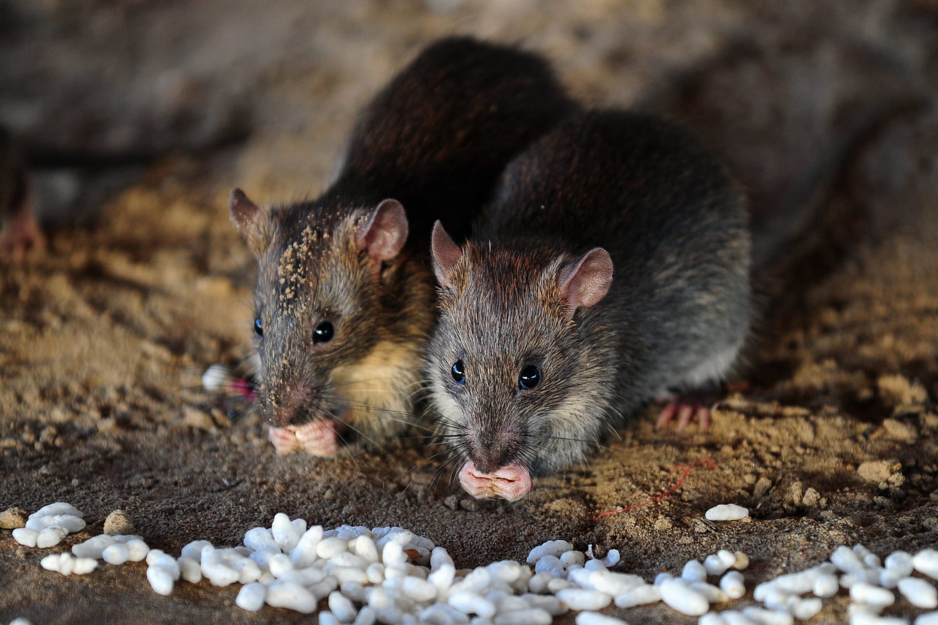 Miševi zaraze ljude hepatitisom... i nitko ne zna kako se to događa - CNN Arabic