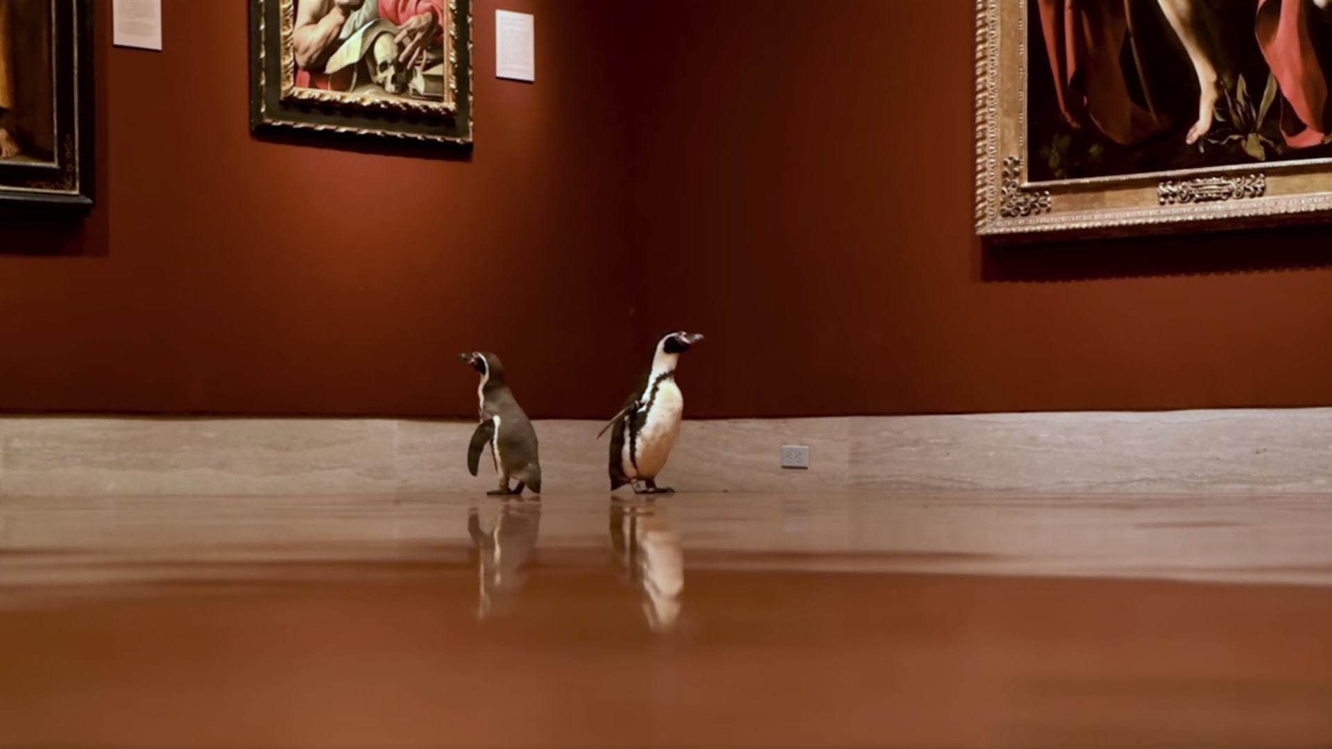 مجموعة من البطاريق تتجول في متحف أمريكي وتحظى بصباح مليء بالفنون الجميلة