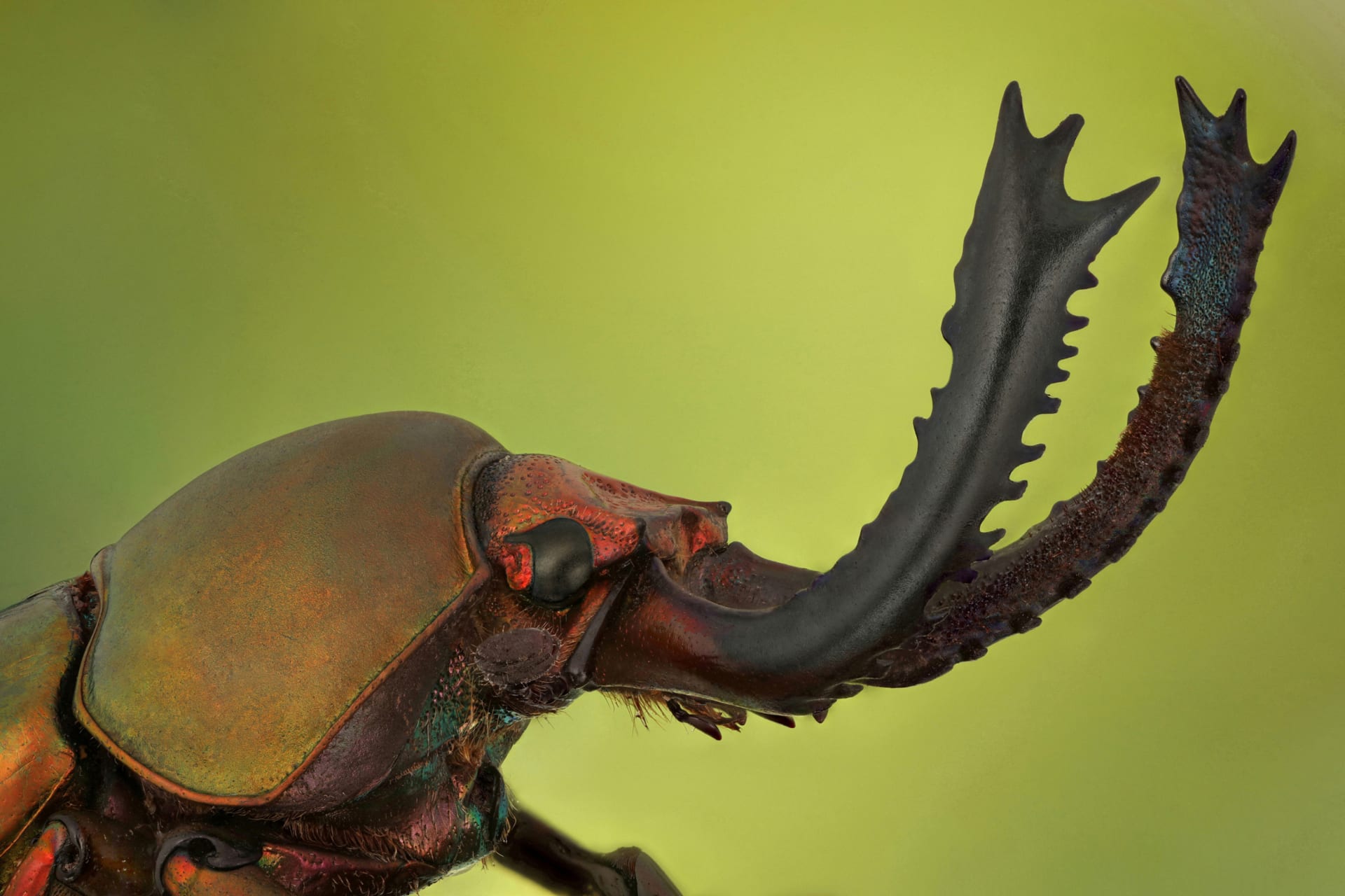 مصور سعودي يوثق "وحوش صغيرة" من عوالم الحشرات.. كيف تبدو عن قرب؟