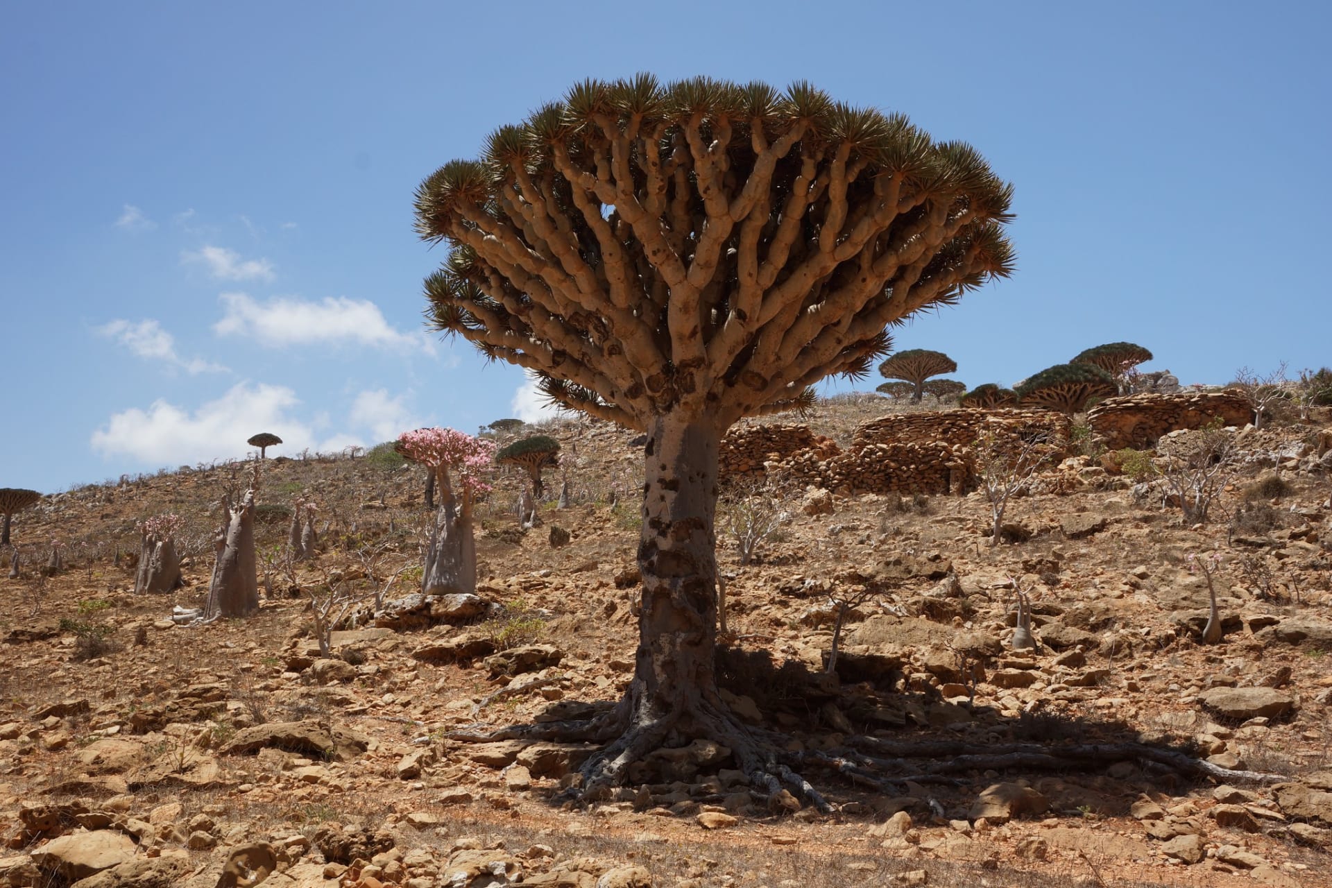شجرة دم الأخوين في اليمن