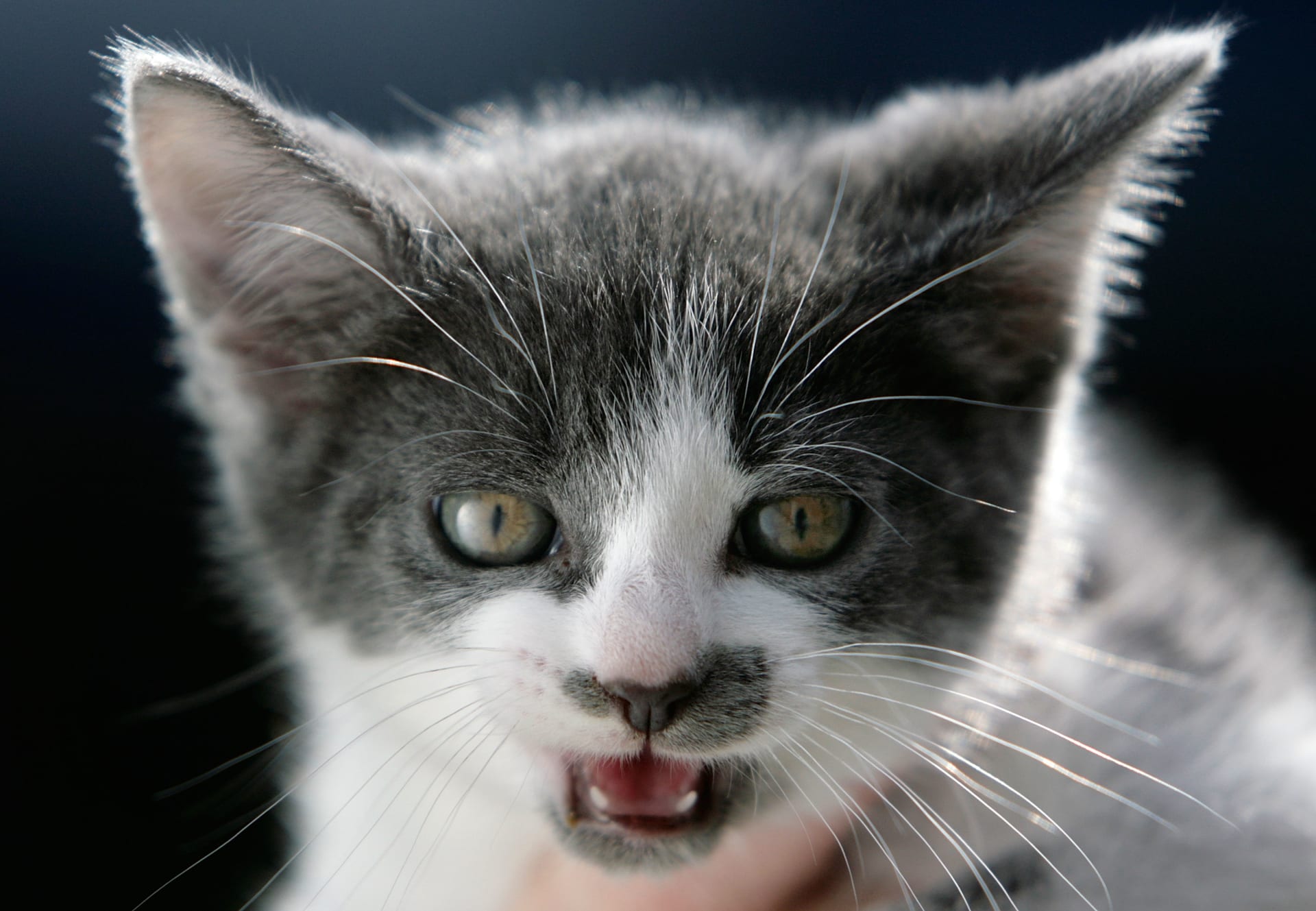 قطة تُصبح أول حيوان يصاب بفيروس كورونا المستجد في بريطانيا 