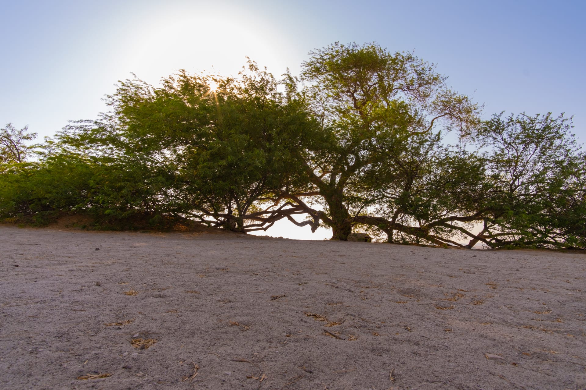 شجرة الحياة في البحرين