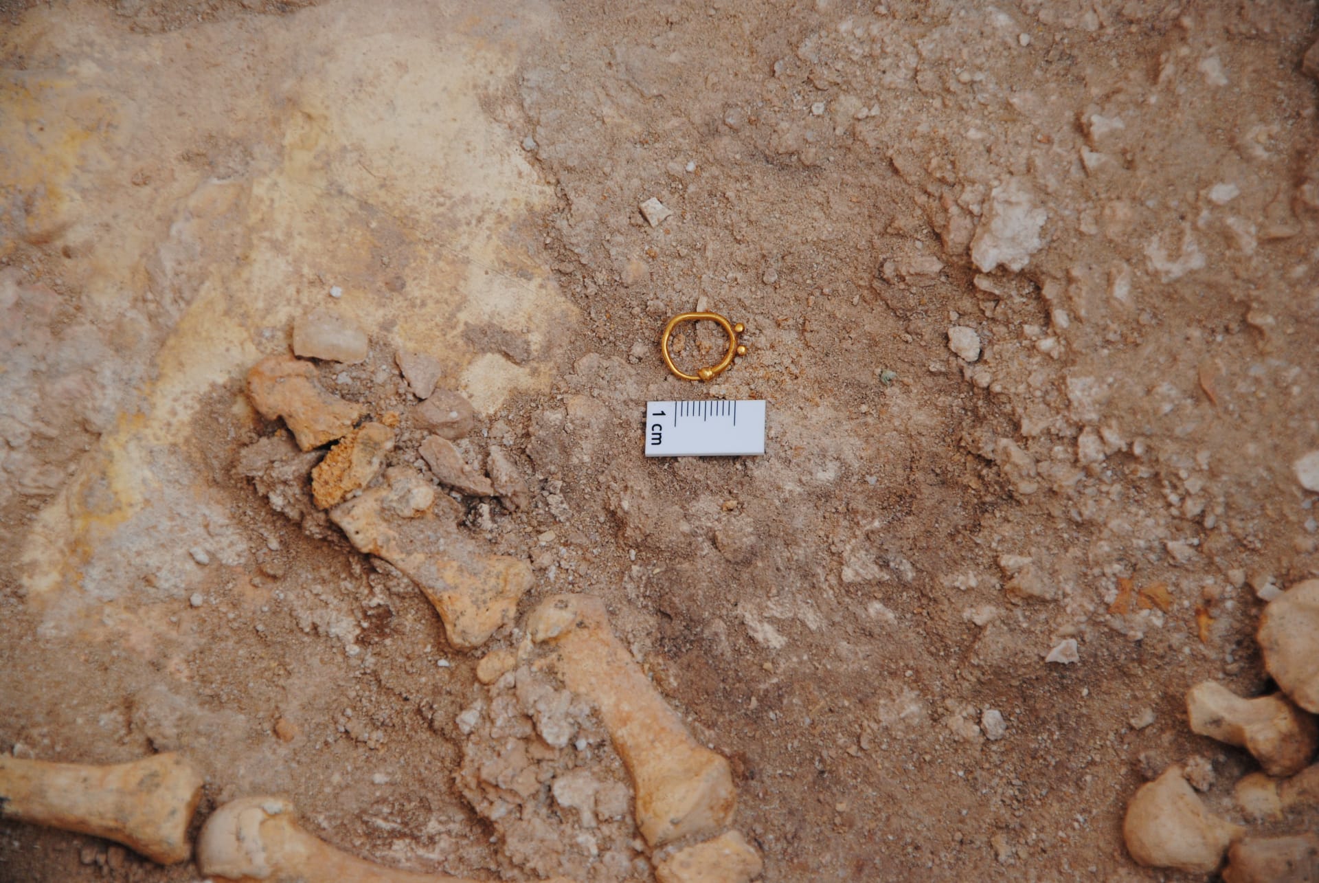 دفنت كقربان.. اكتشاف بقايا أثرية لإبل وصغيرها في مدافن العسيلة بقطر
