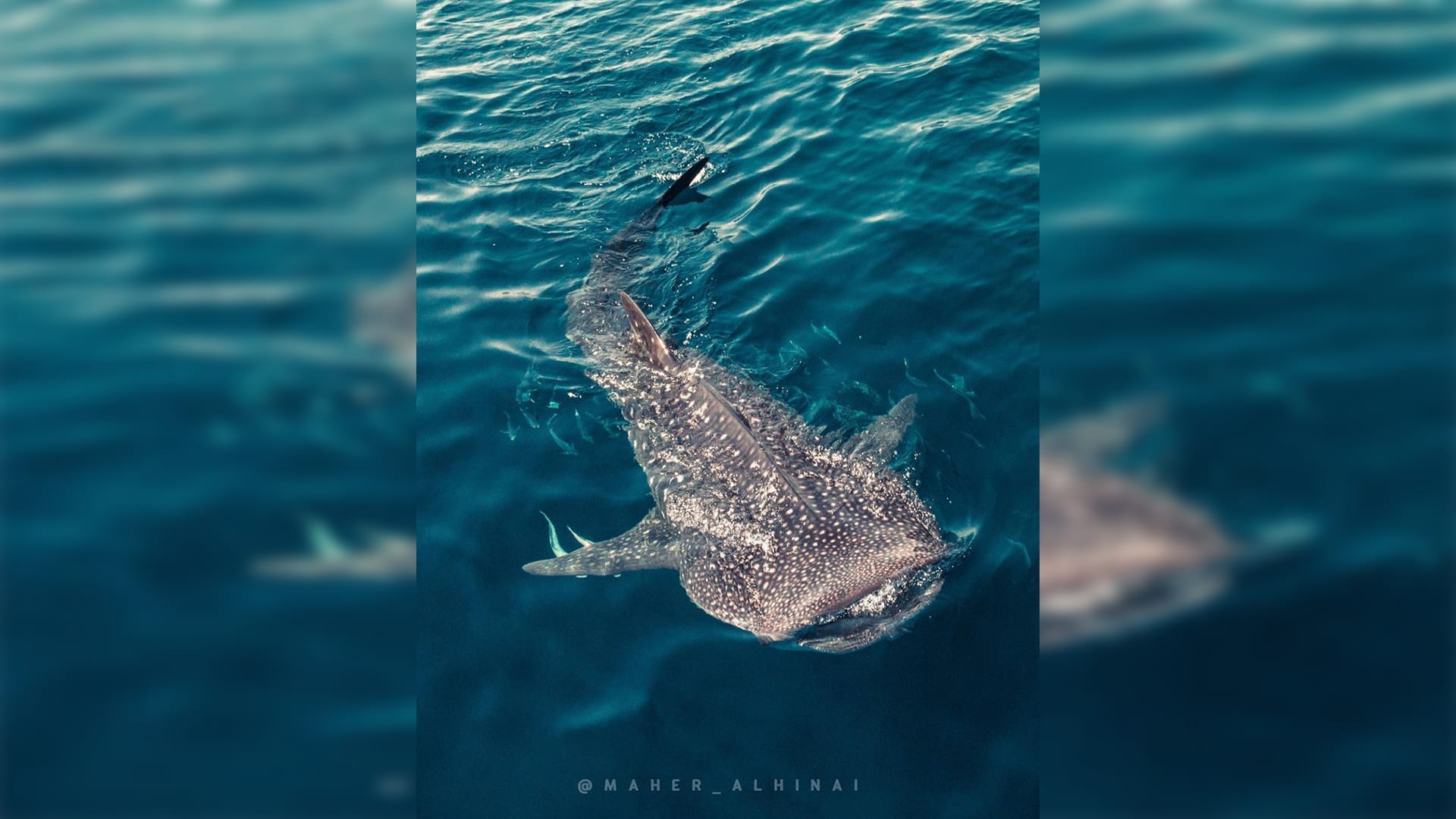 الحوت القرشي في عمان