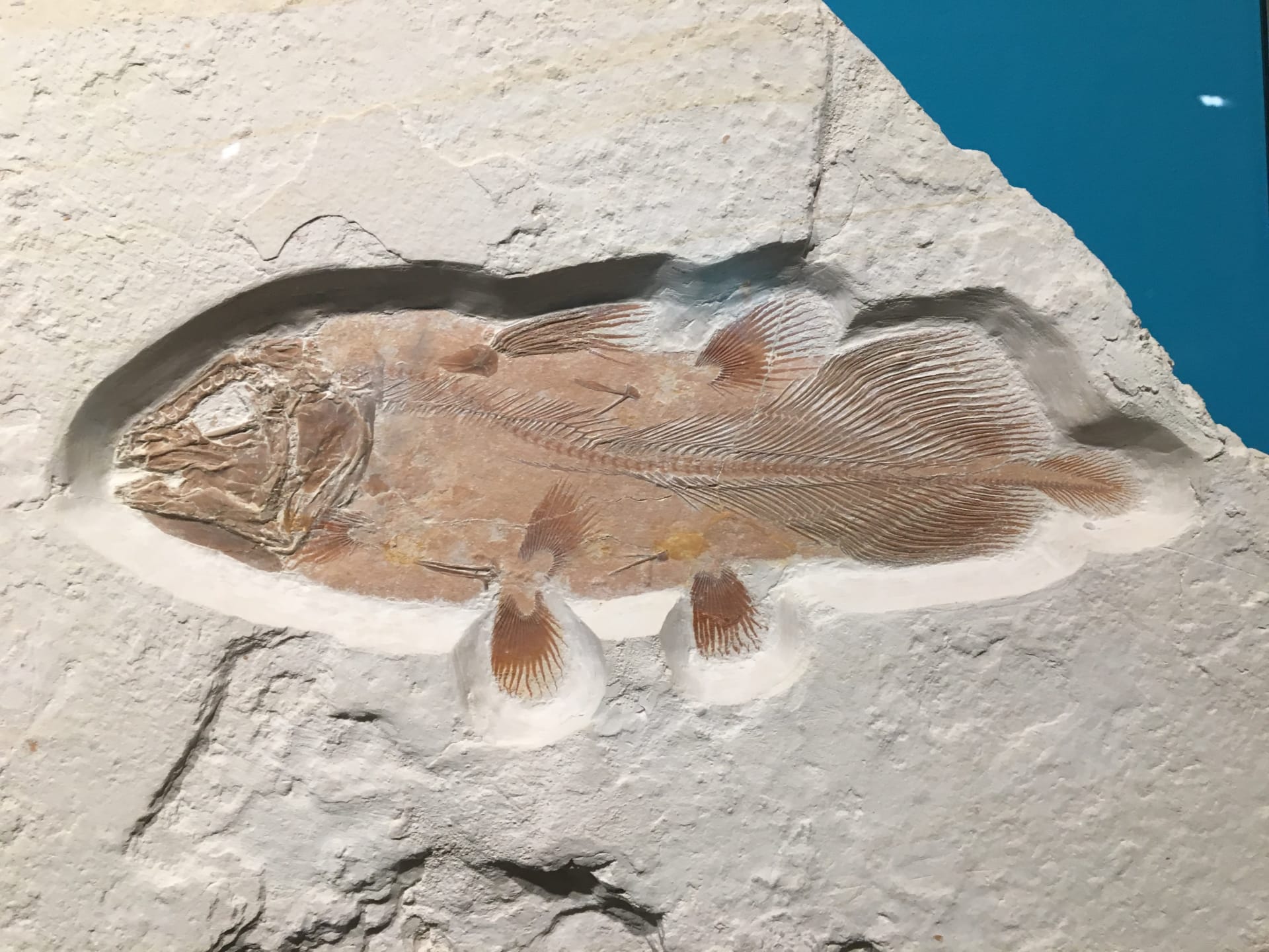 اكتشاف بالصدفة يؤدي للكشف عن سمكة قديمة ضخمة سبقت الديناصورات بملايين الأعوام