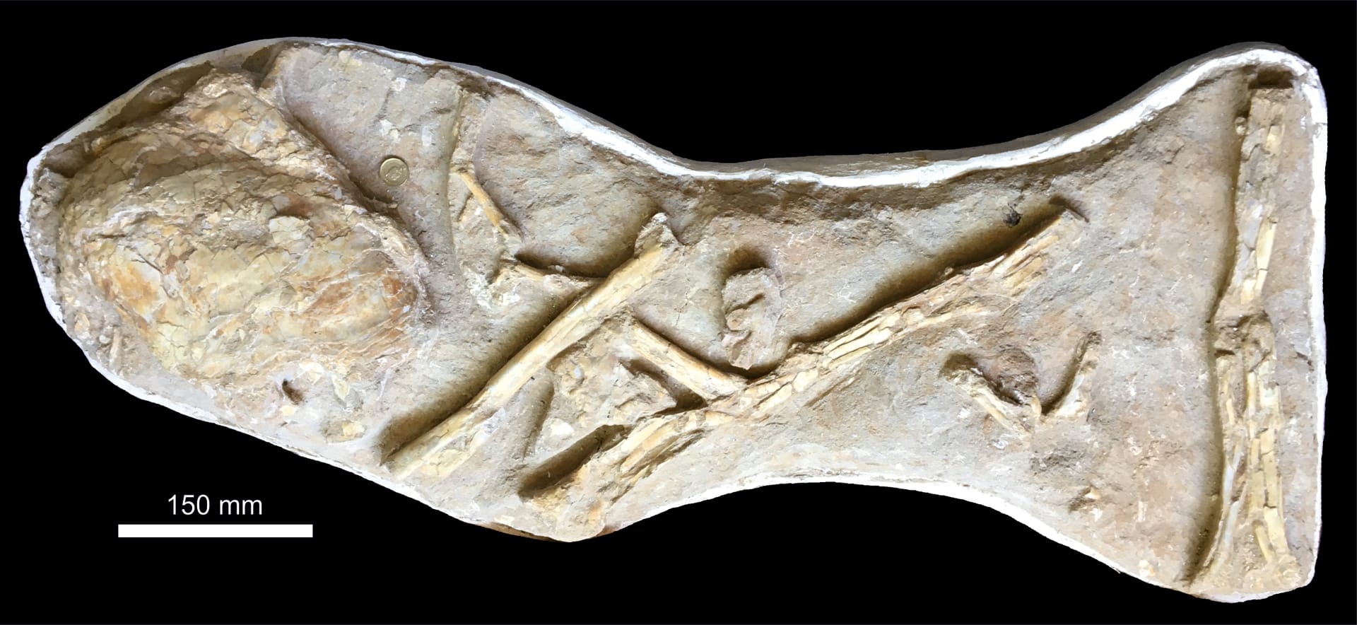 اكتشاف بالصدفة يؤدي للكشف عن سمكة قديمة ضخمة سبقت الديناصورات بملايين الأعوام