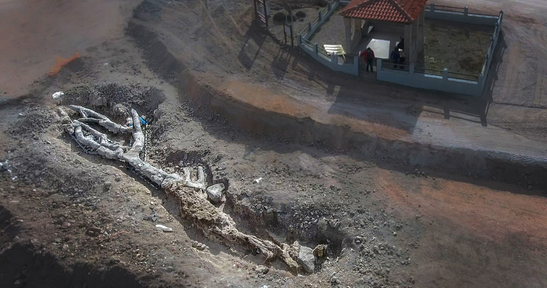 اكتشاف نادر.. العثور على شجرة متحجرة كاملة عمرها 20 مليون عام في جزيرة ليسبوس اليونانية