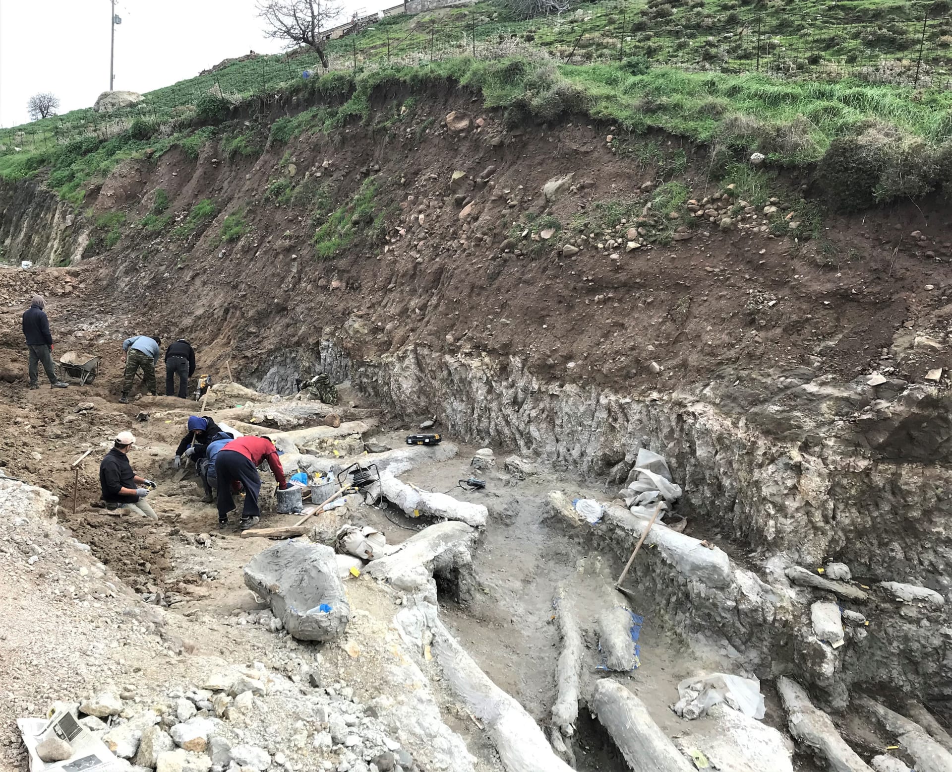 اكتشاف نادر.. العثور على شجرة متحجرة كاملة عمرها 20 مليون عام في جزيرة ليسبوس اليونانية