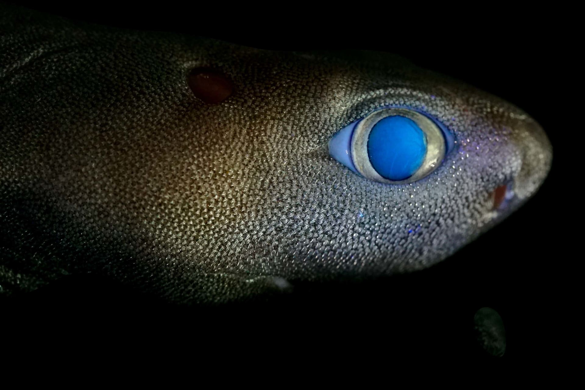 لأول مرة.. التقاط علماء أول صورة لسمكة قرش متوهجة على الإطلاق