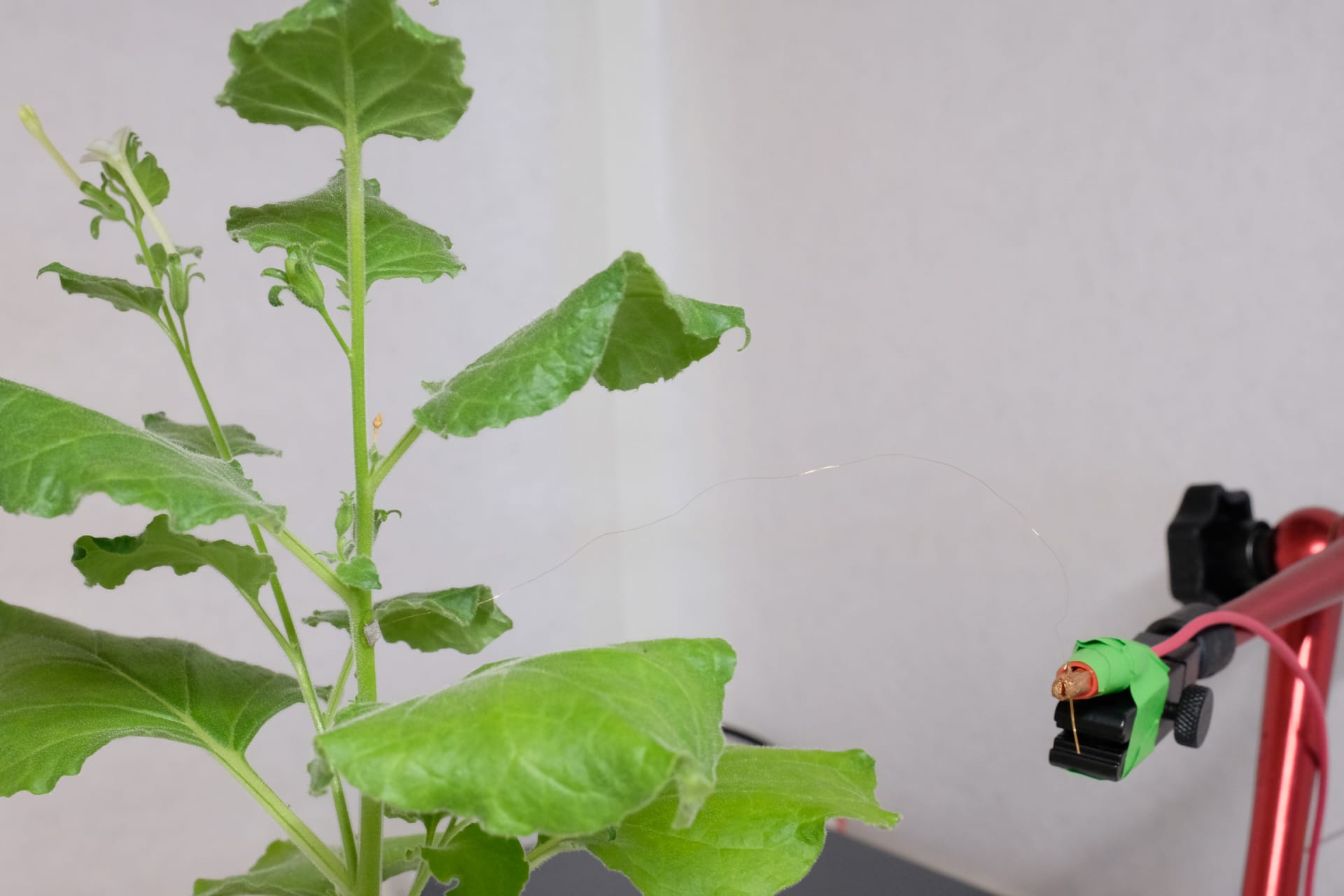باحثون من سنغافورة يطورون أداة يمكنها "التواصل" مع النباتات..كيف؟ 