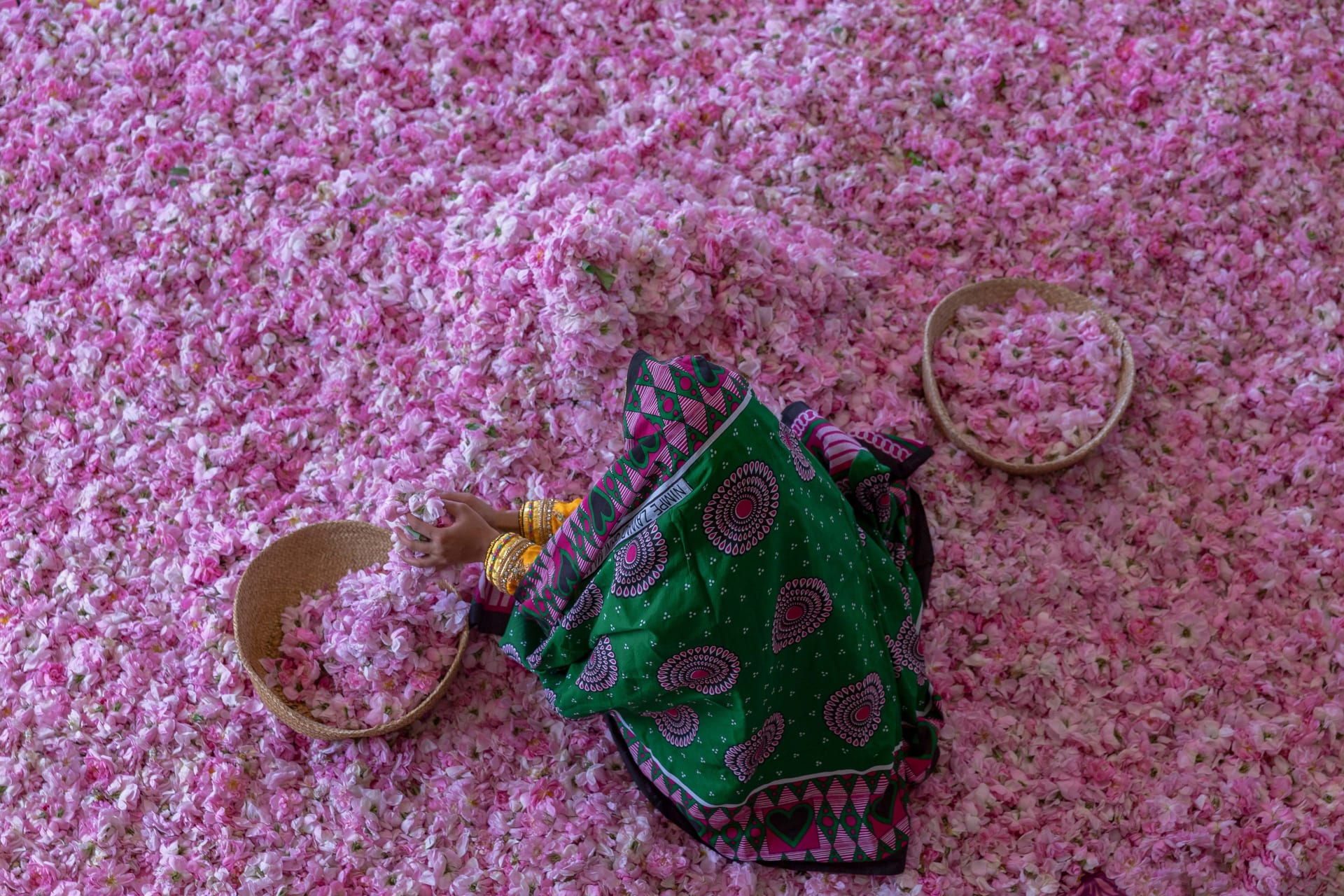 بِحار من اللون الوردي.. مصور يتجه للجبل الأخضر بسلطنة عمان لتوثيق موسم الورد وهذه هي المشاهد الحالمة التي وثقها