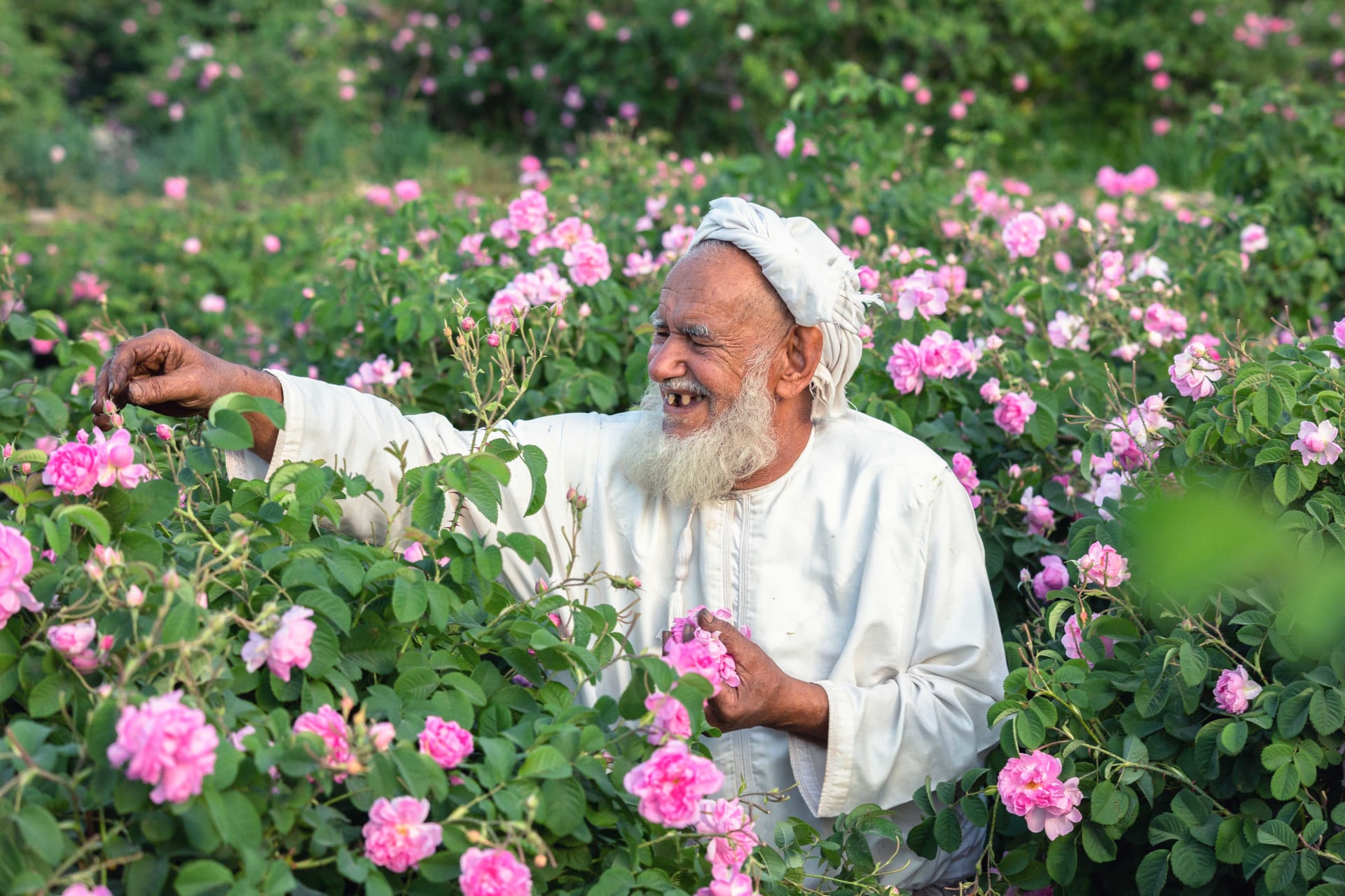 بِحار من اللون الوردي.. مصور يتجه للجبل الأخضر بسلطنة عمان لتوثيق موسم الورد وهذه هي المشاهد الحالمة التي وثقها